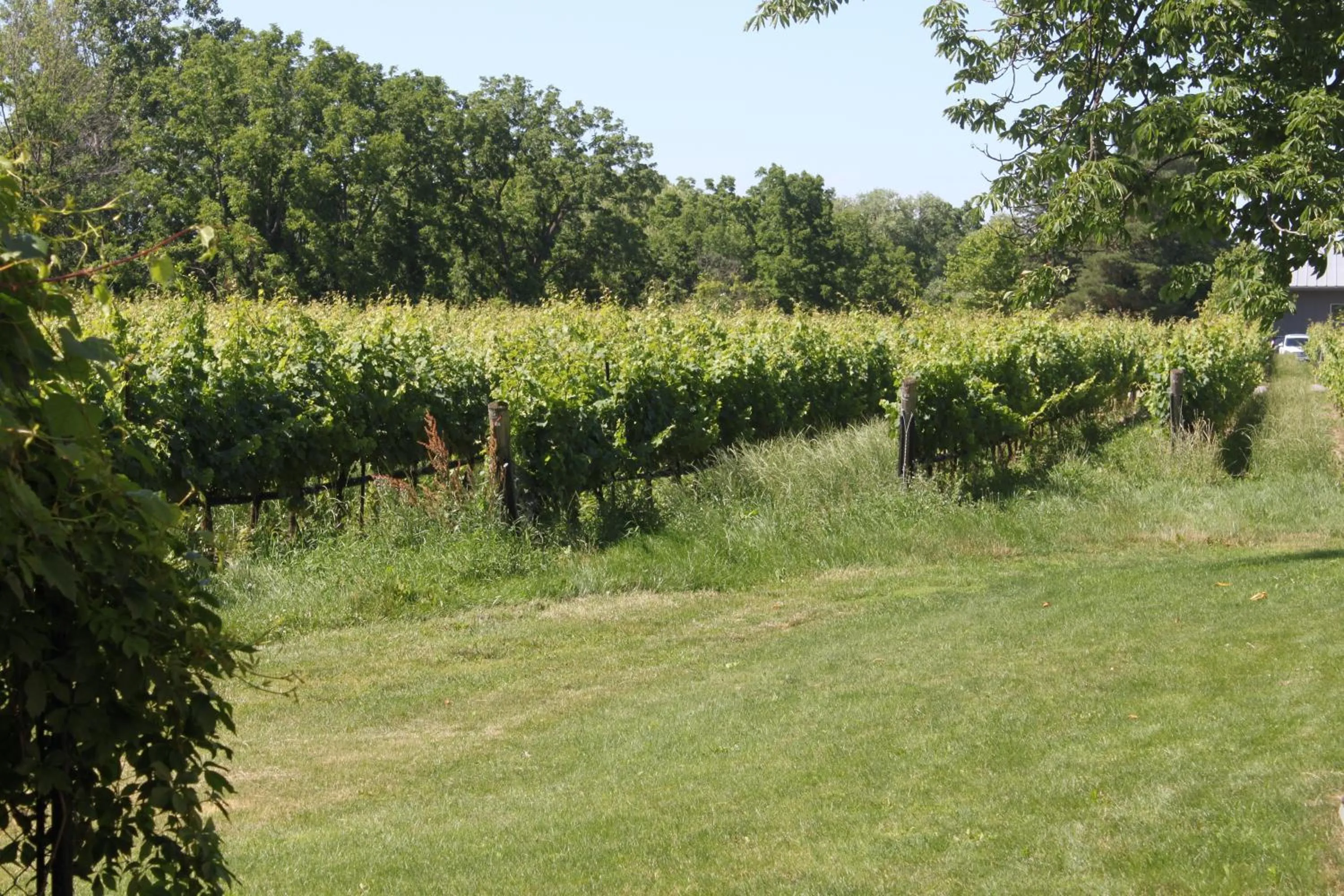 Natural landscape in Green Oaks B&B