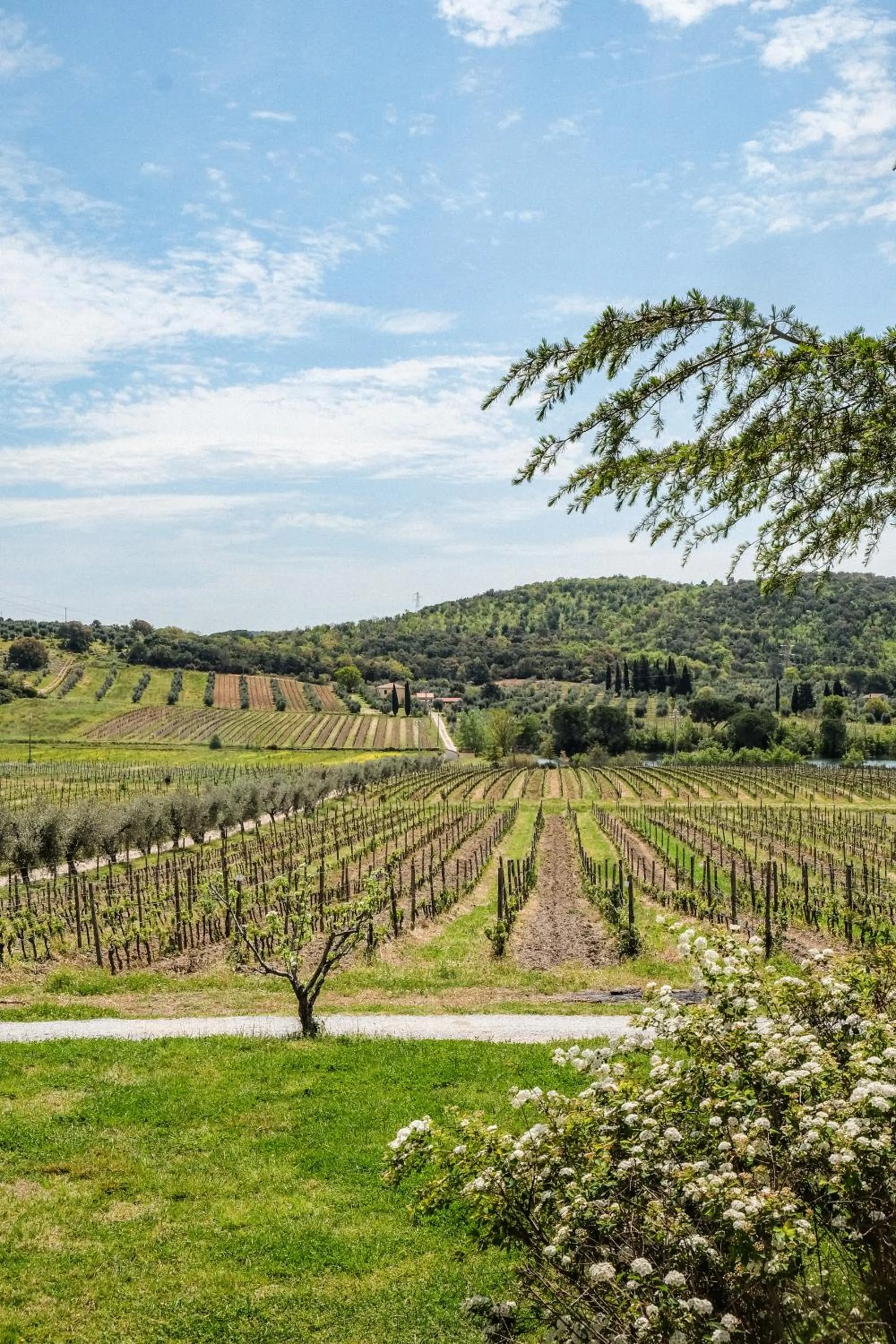 Garden in Agriturismo biologico Bulichella