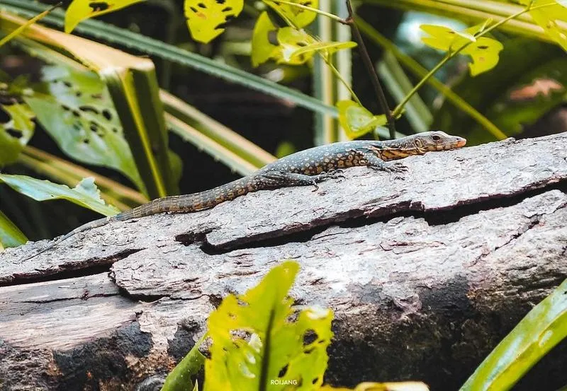 Nearby landmark in Baan Krating Khao Lak Resort - SHA plus