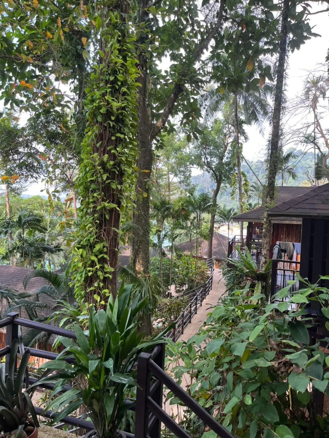 Natural landscape in Baan Krating Khao Lak Resort - SHA plus