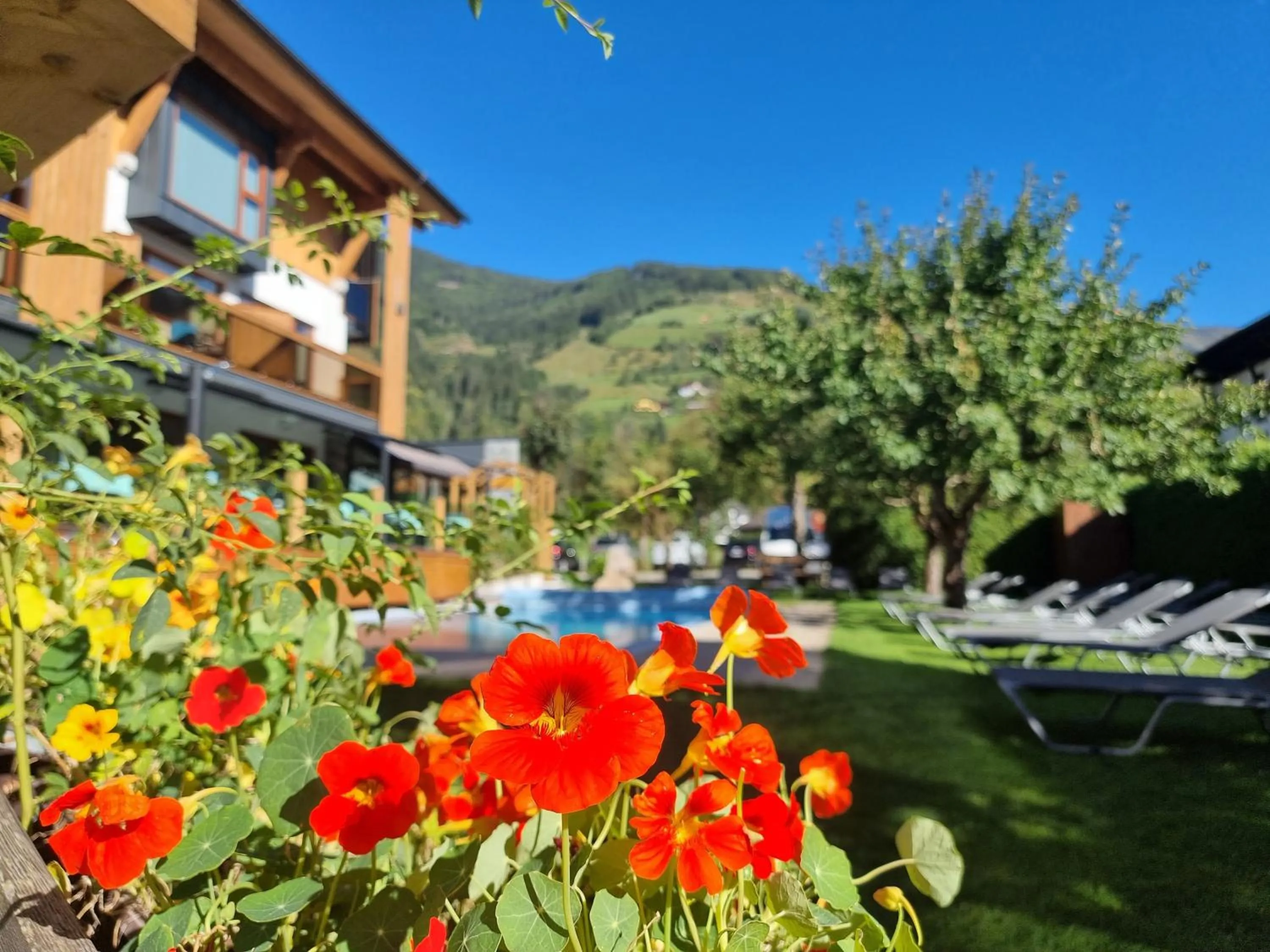 Garden in Hotel Alpina