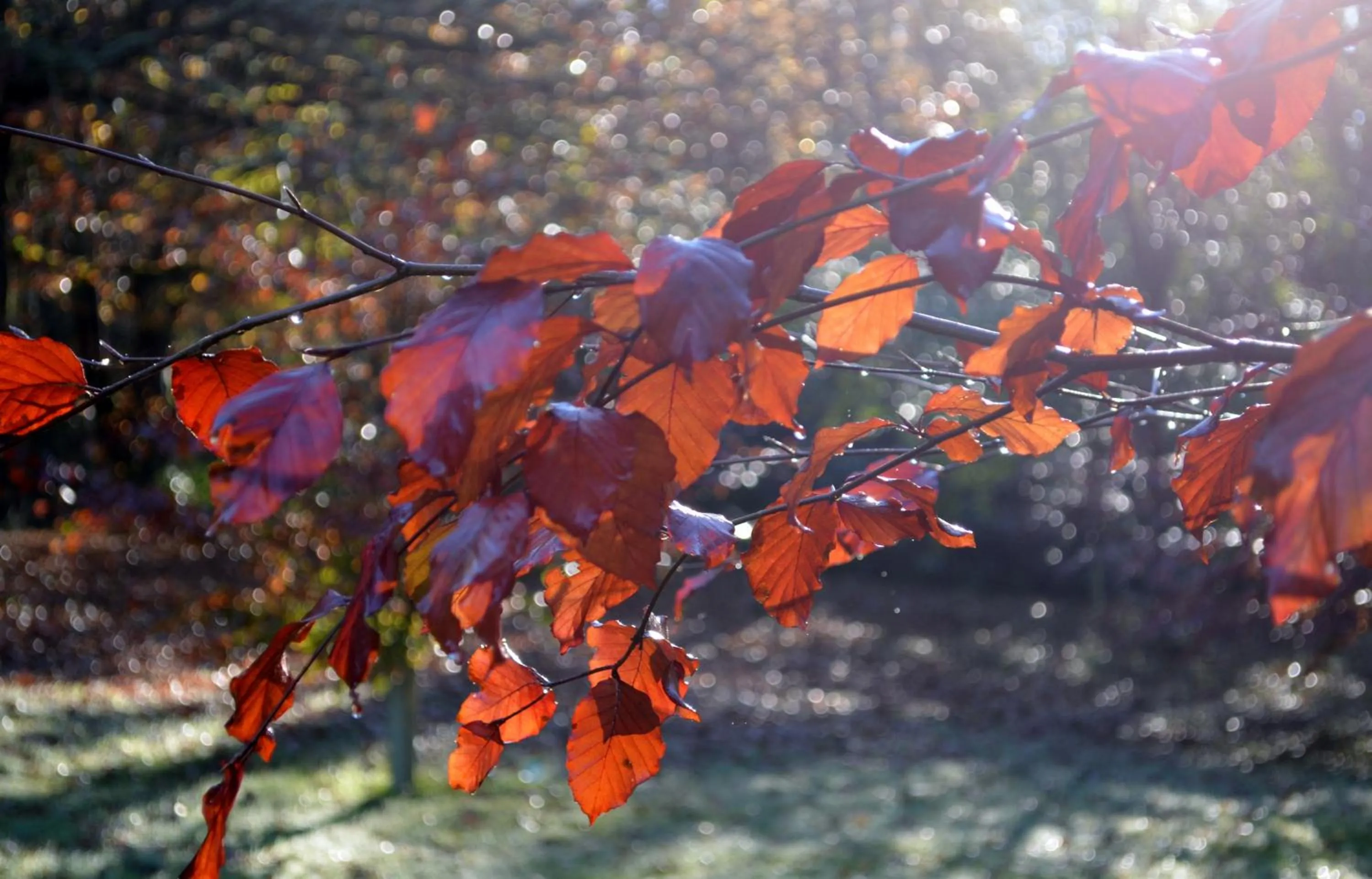 Garden in Palé Hall