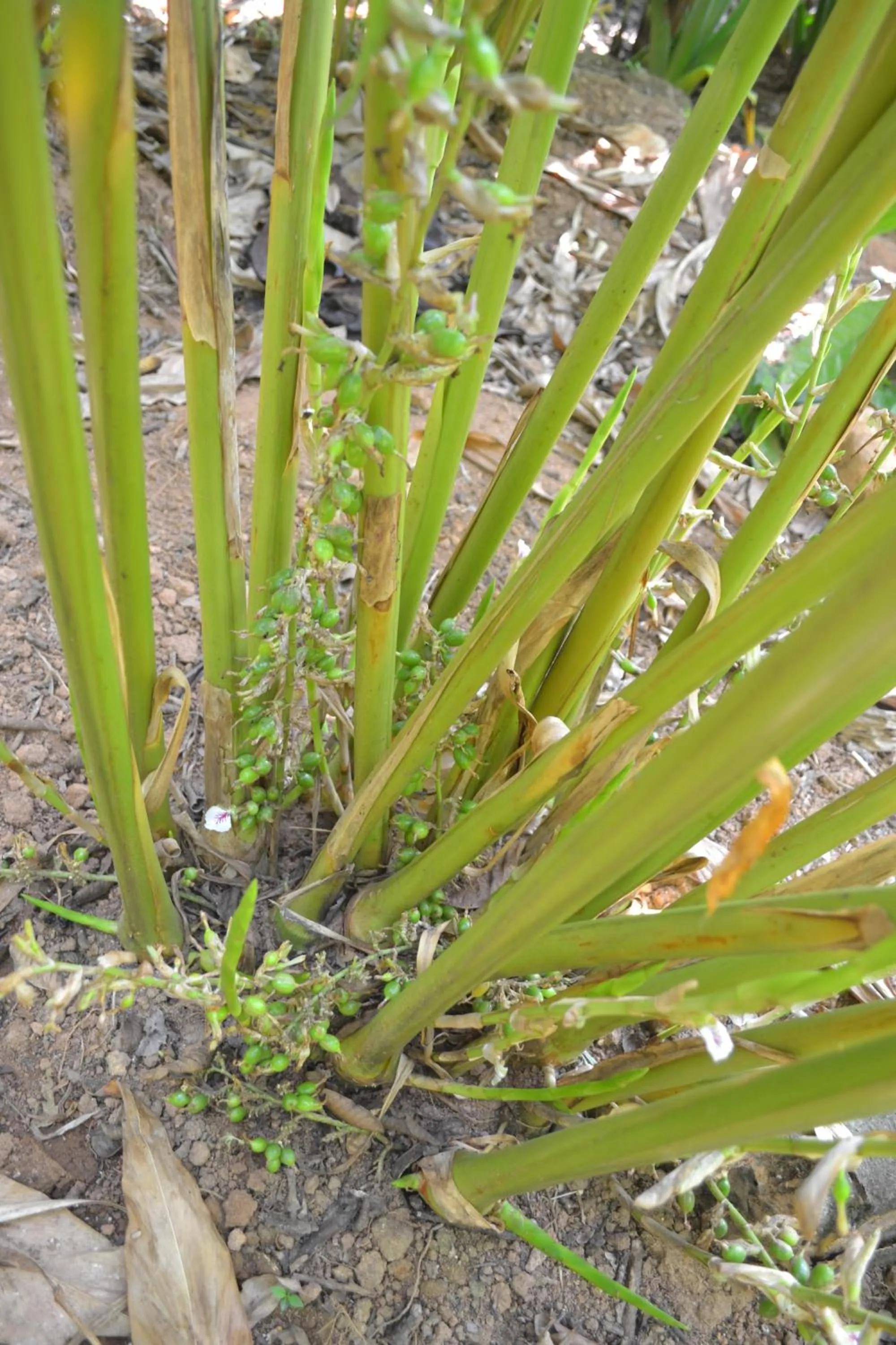 Animals in Arabian Nights Munnar Pool Villa
