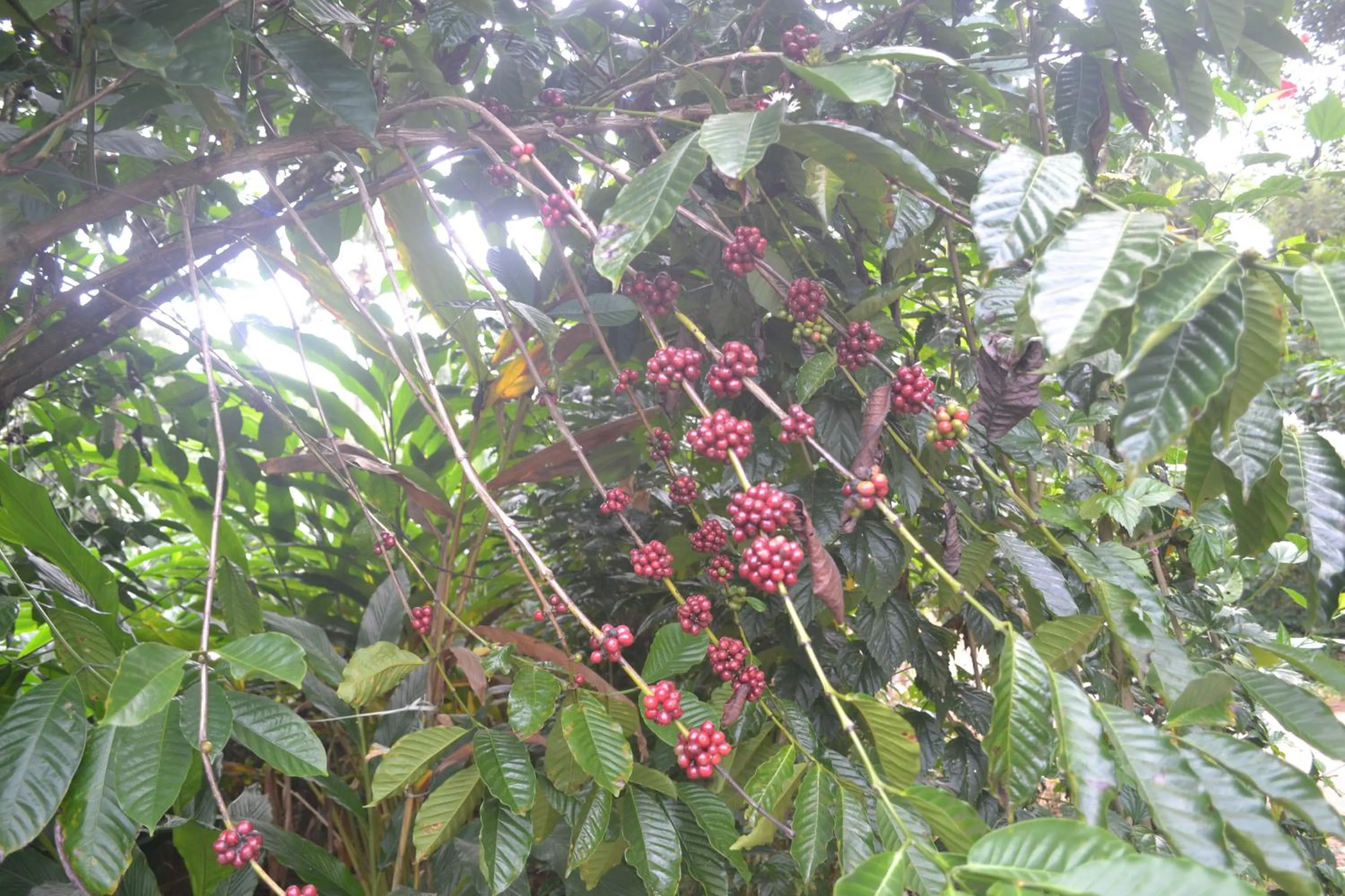 Garden in Arabian Nights Munnar Pool Villa