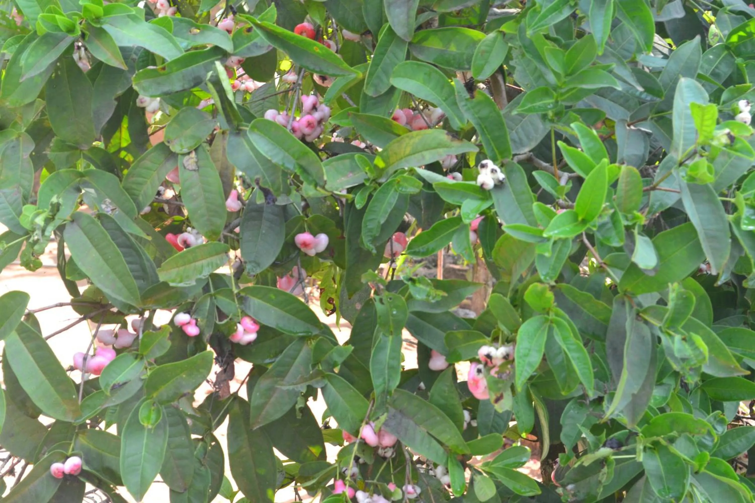 Natural landscape in Arabian Nights Munnar Pool Villa