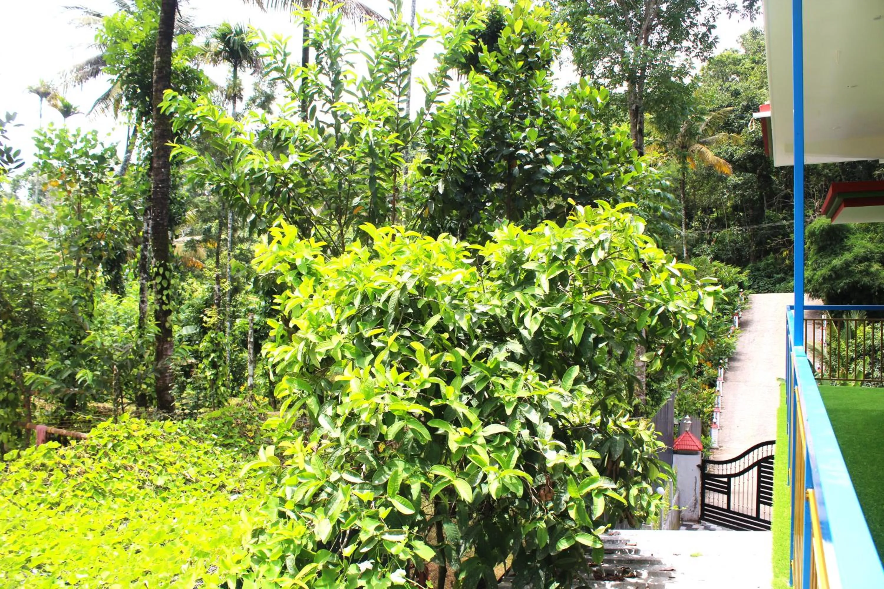 Natural landscape in Arabian Nights Munnar Pool Villa