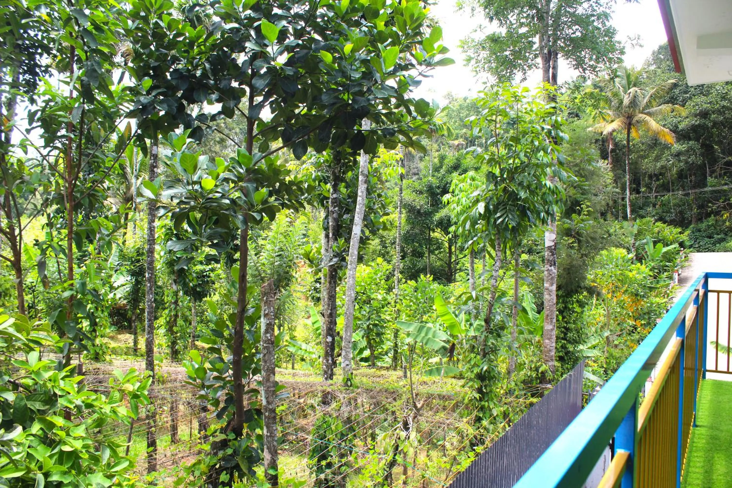 Natural landscape in Arabian Nights Munnar Pool Villa