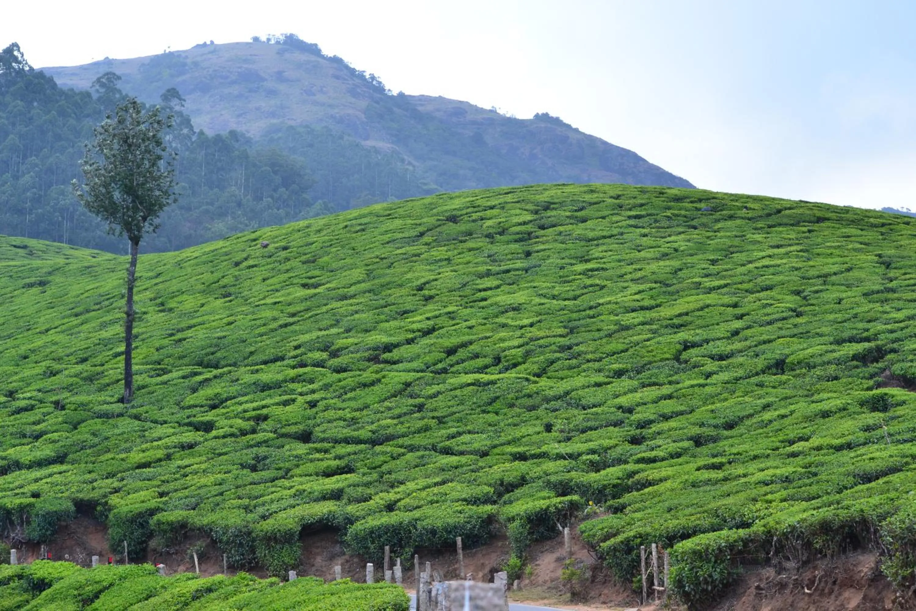 Neighbourhood in Arabian Nights Munnar Pool Villa