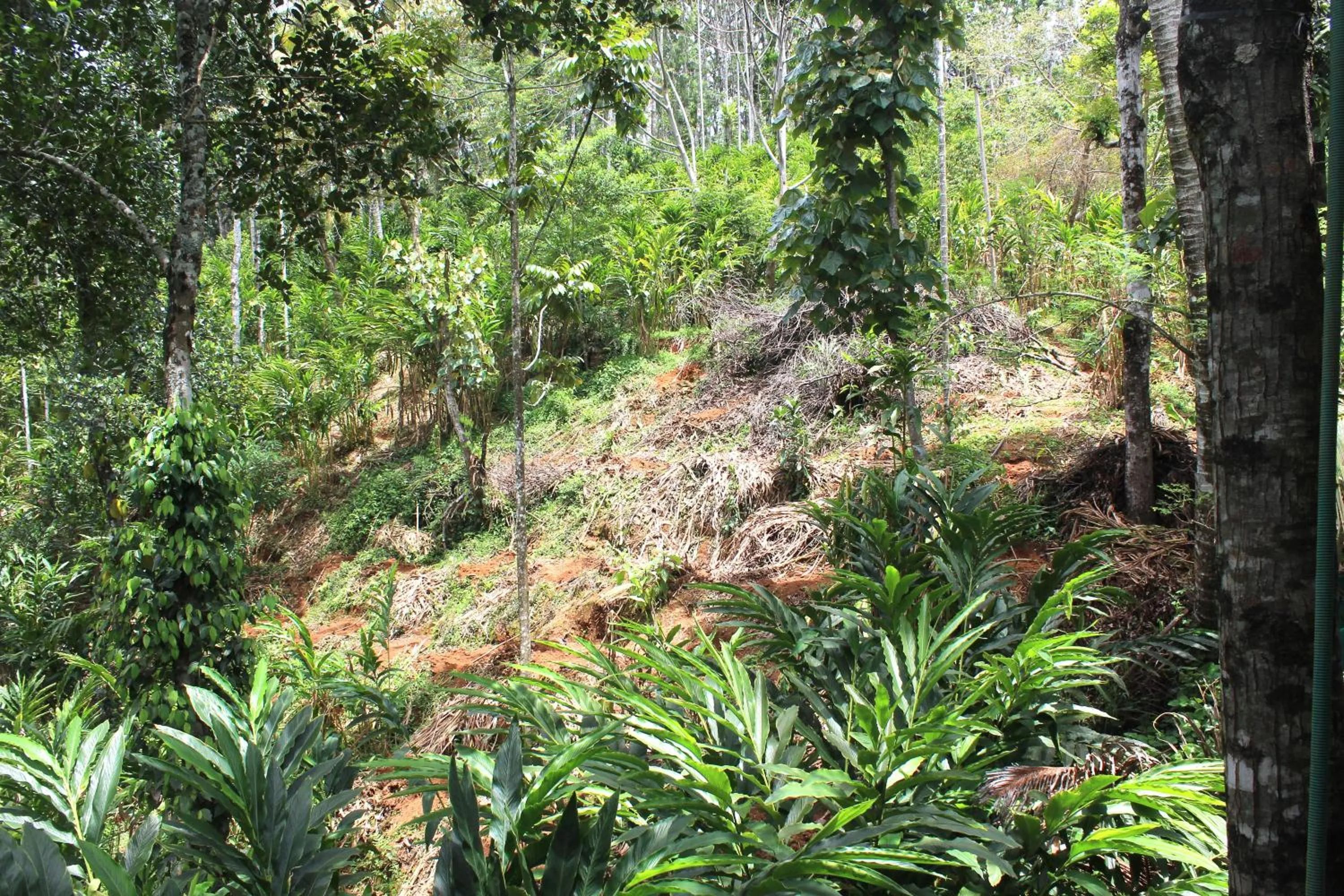 Day in Arabian Nights Munnar Pool Villa
