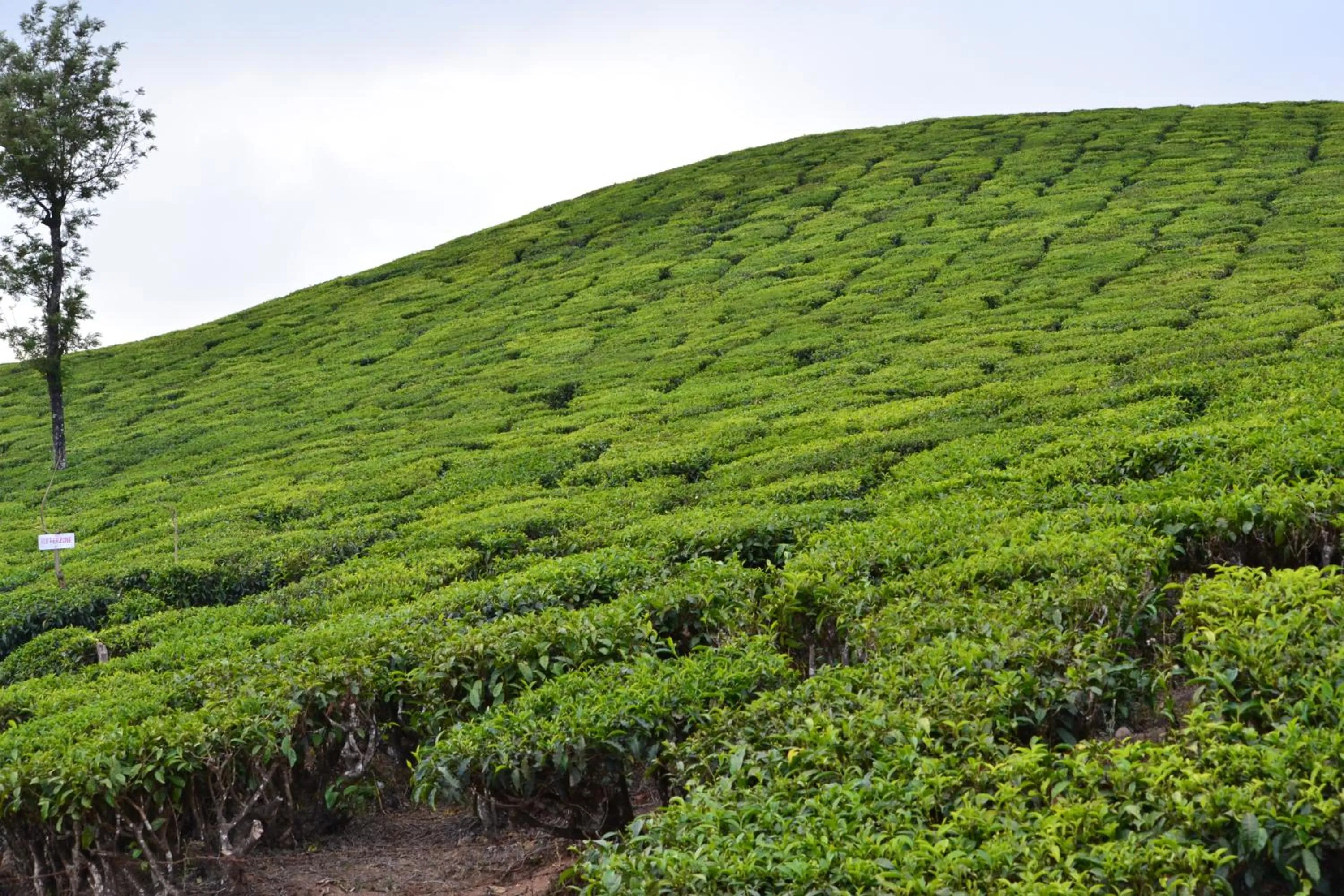 Off site in Arabian Nights Munnar Pool Villa