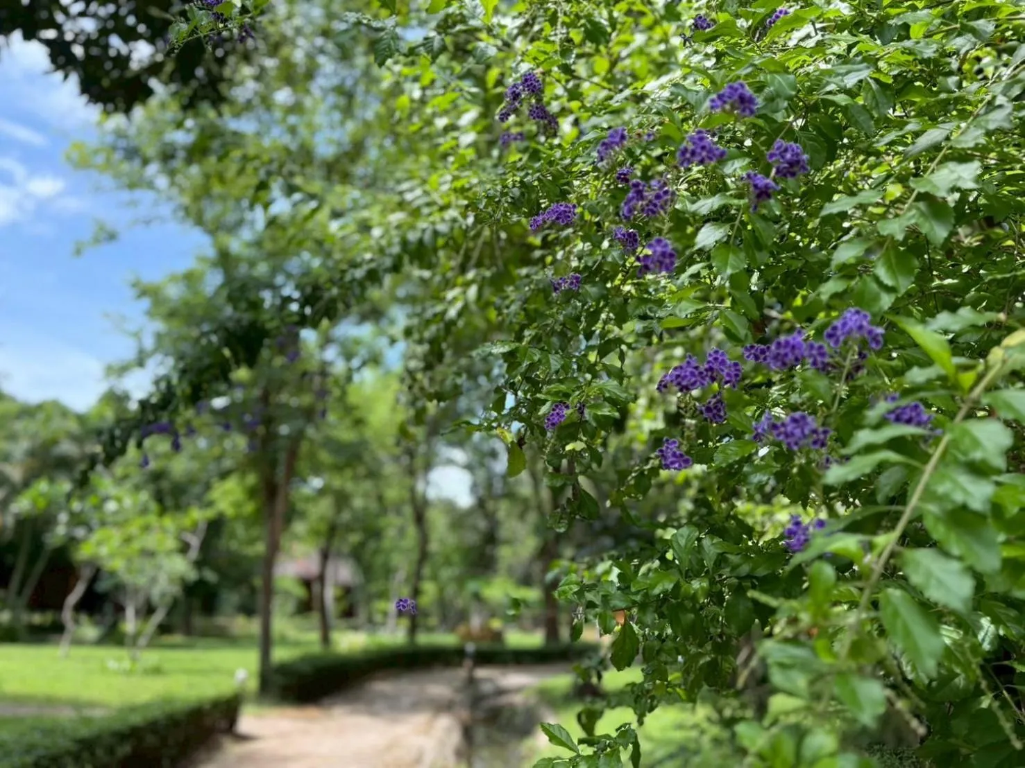 Garden in Baan Krating Pai Resort - SHA Plus