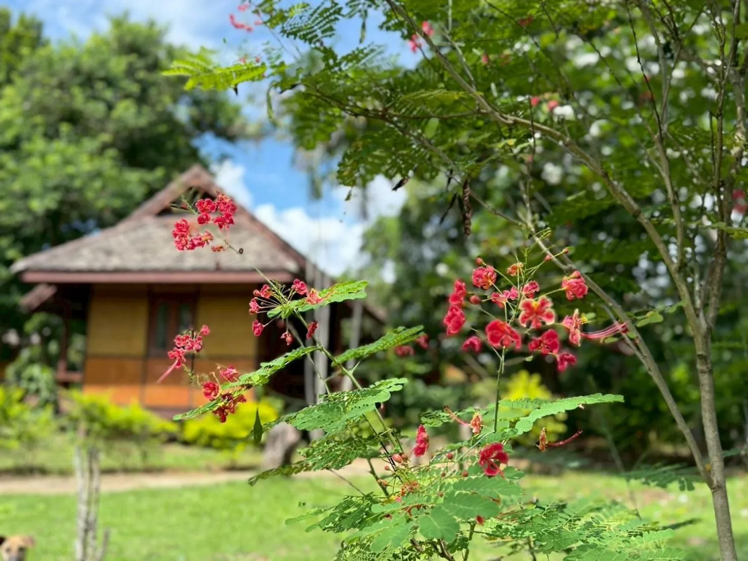 Landmark view in Baan Krating Pai Resort - SHA Plus
