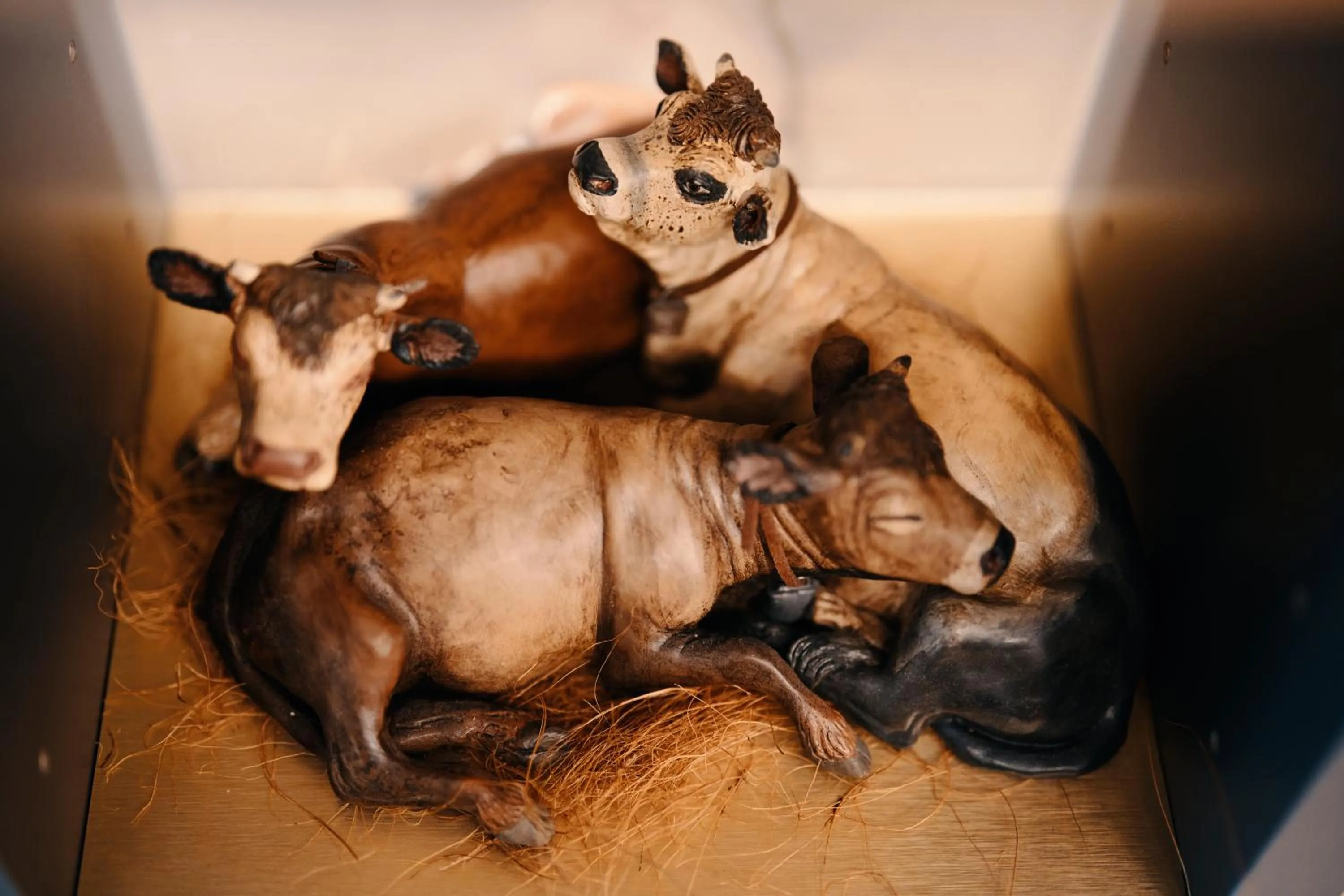 Animals in Albergo Pompei Valley - Boutique Hotel