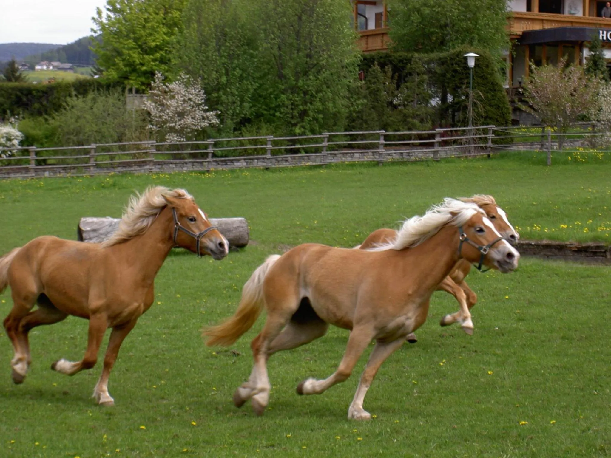 Animals in Residence Tolderhof - OlangCard included