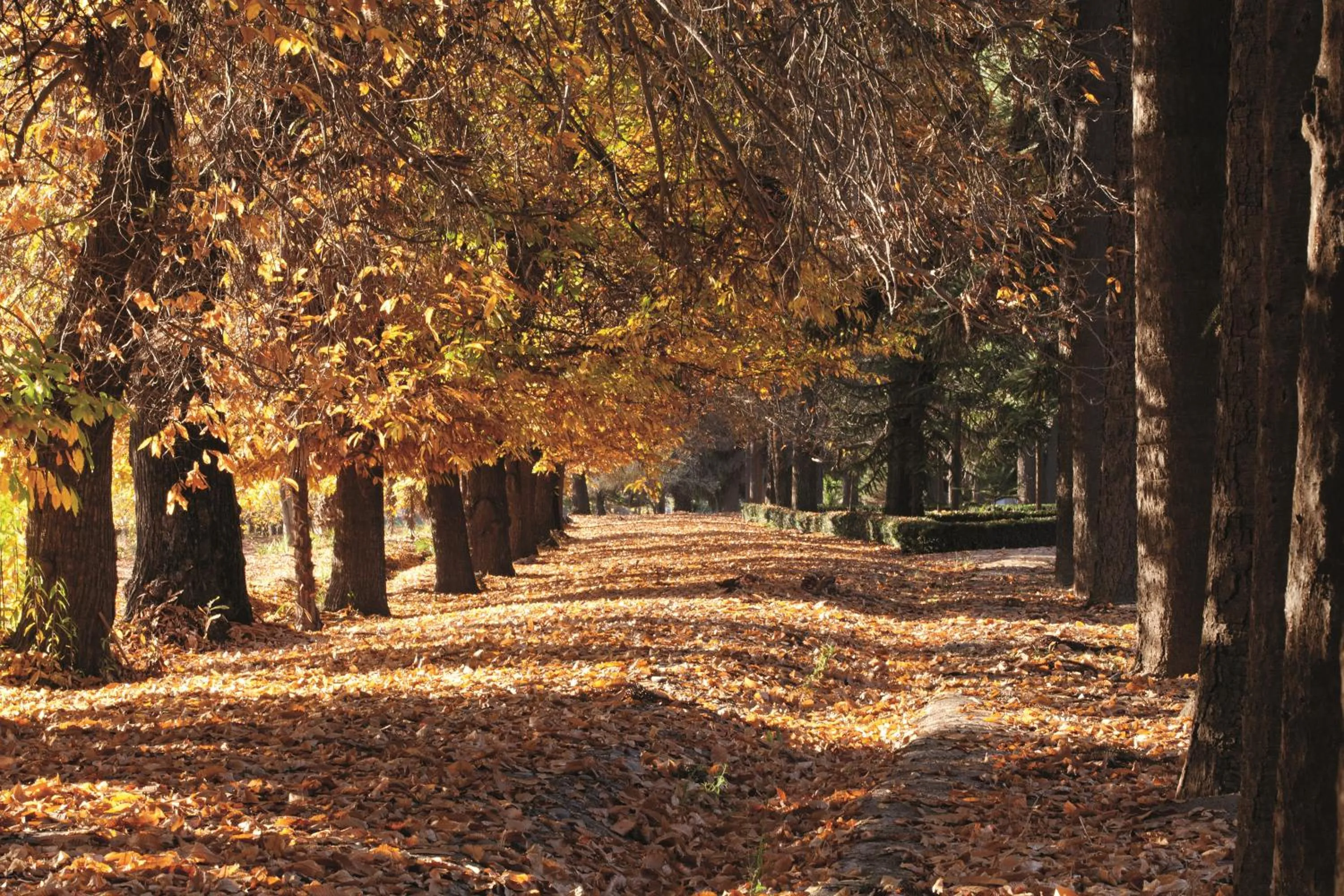 Garden in Hotel Casa Real - Viña Santa Rita