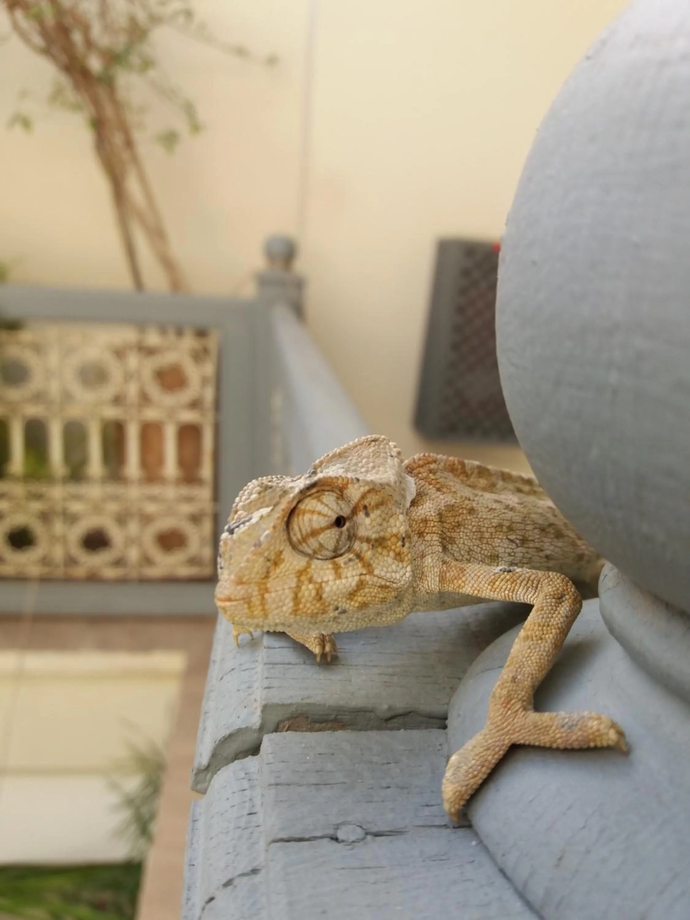 Other in Dar Andamaure