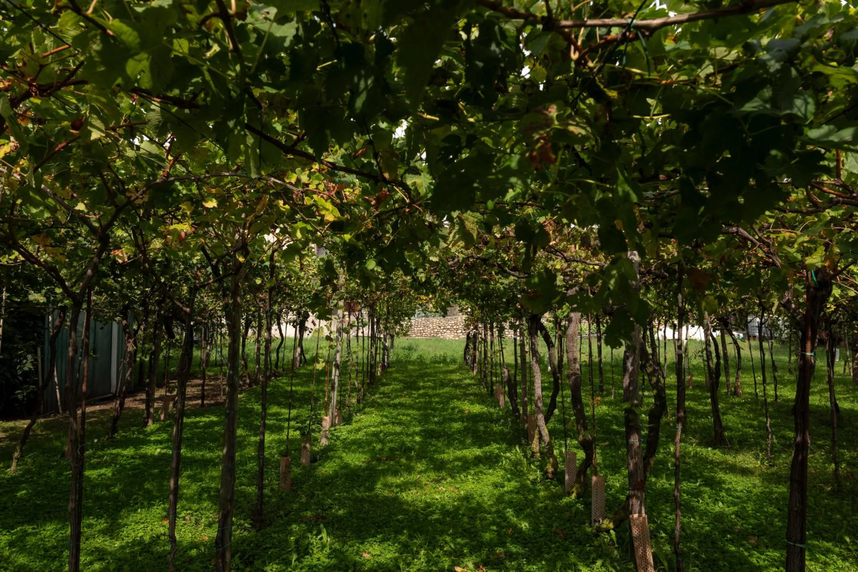 Garden view in La terrazza sulle vigne B&B