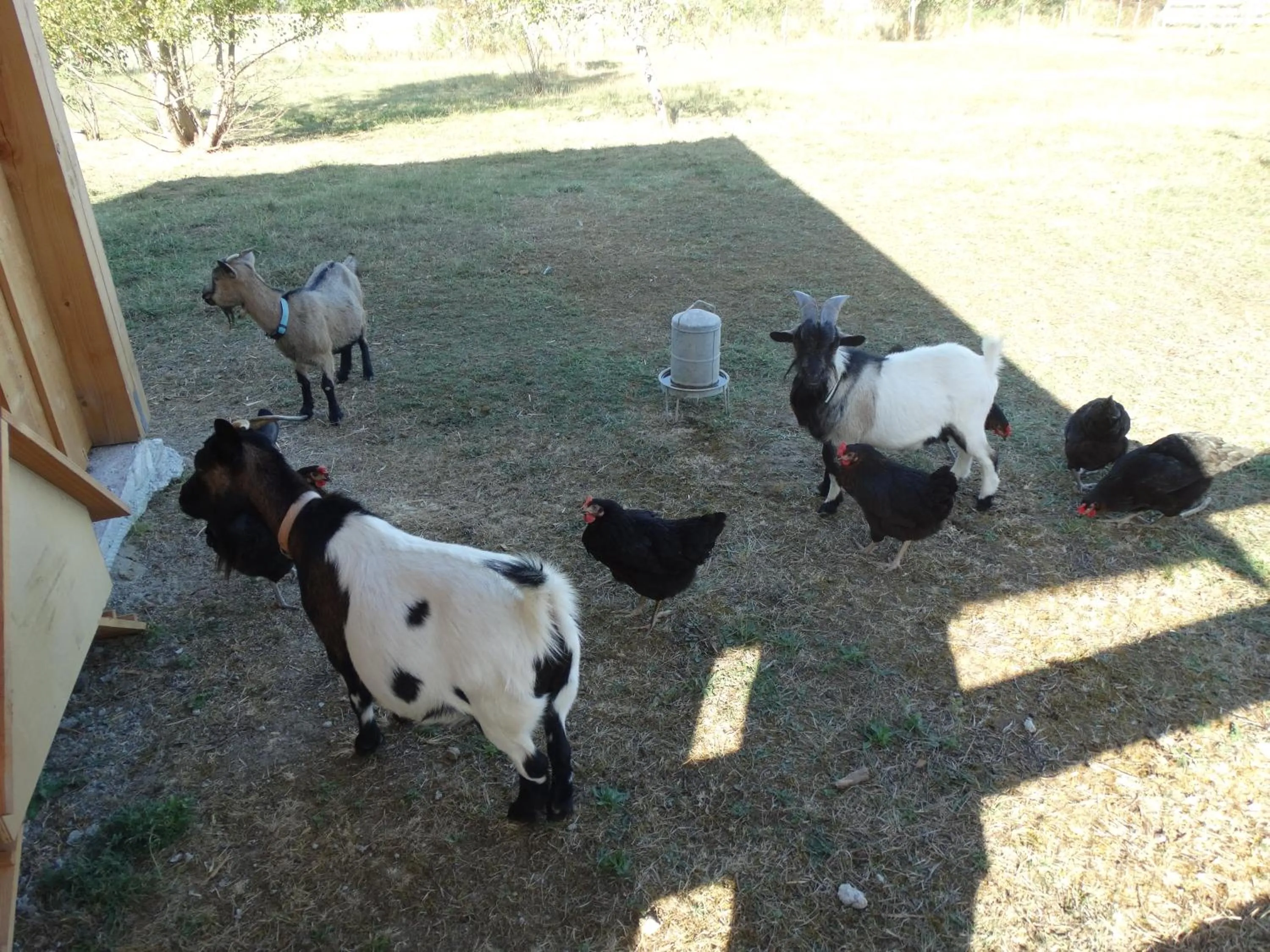 Animals in residence la Salamandre kamers