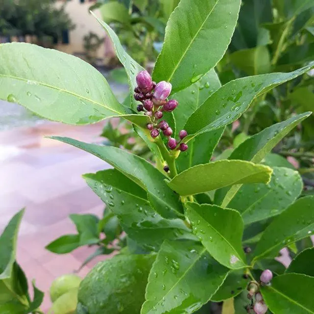 La Torre wine resort