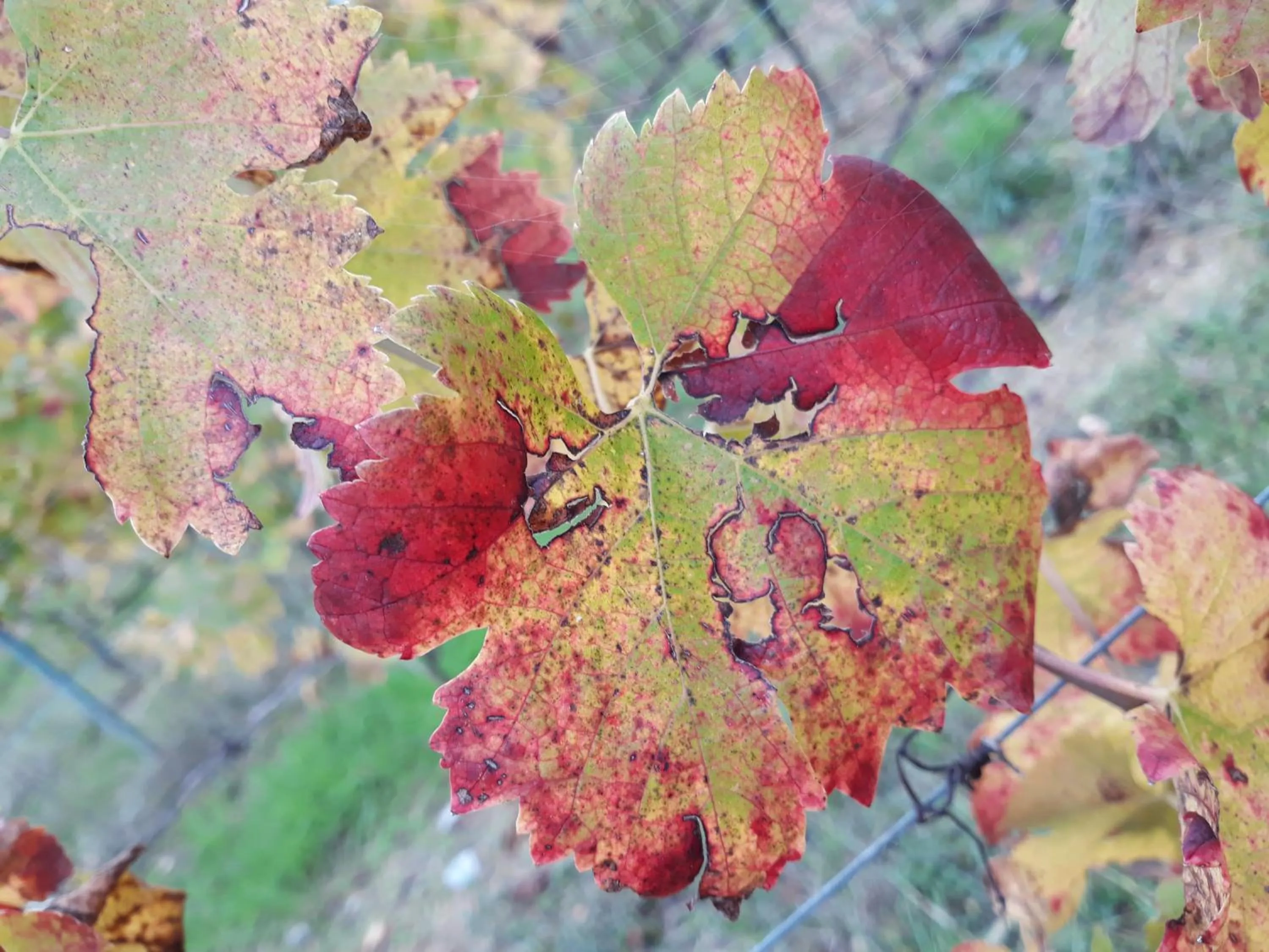 La Torre wine resort