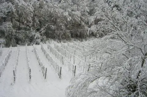 La Torre wine resort