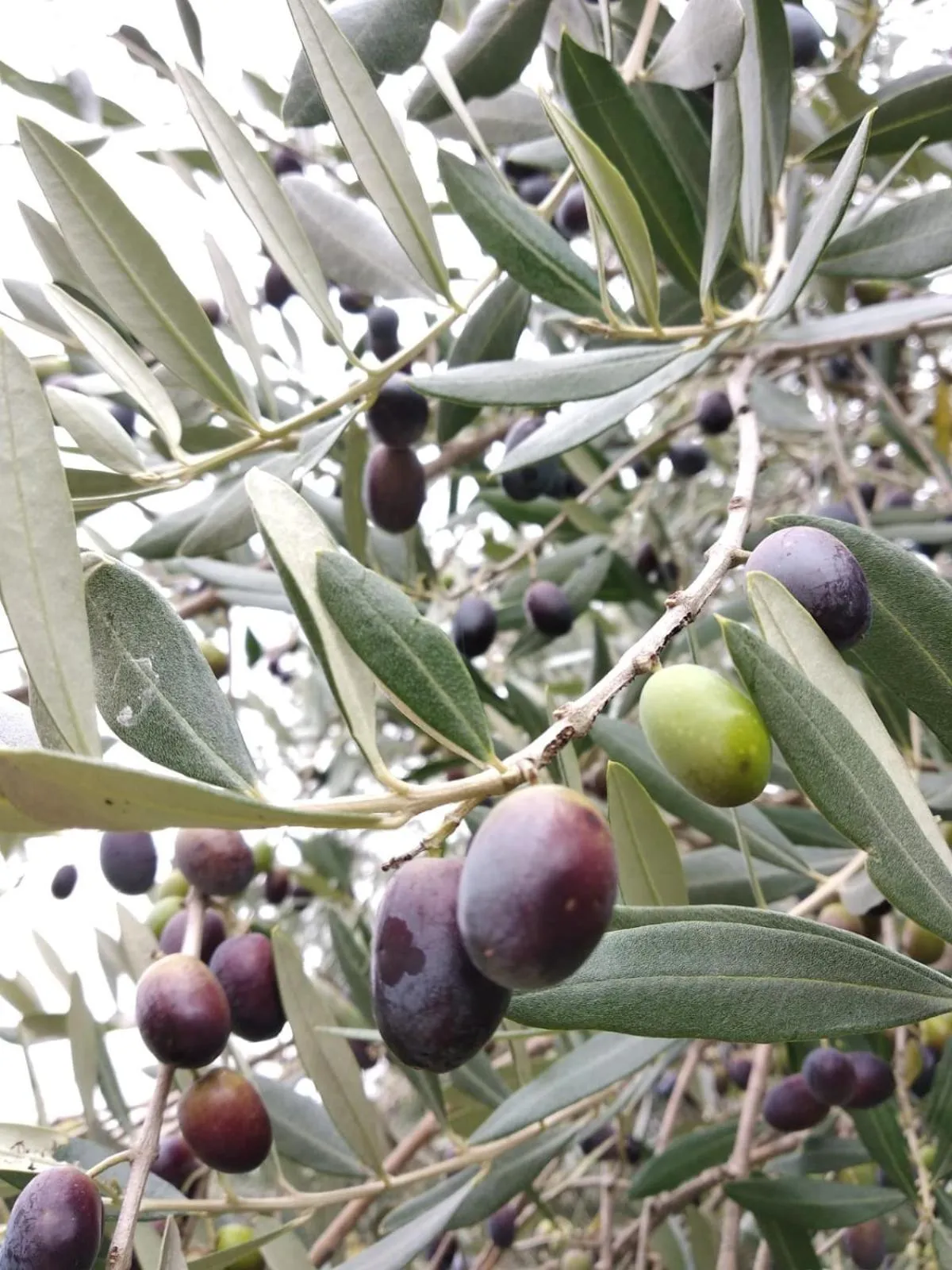 La Torre wine resort