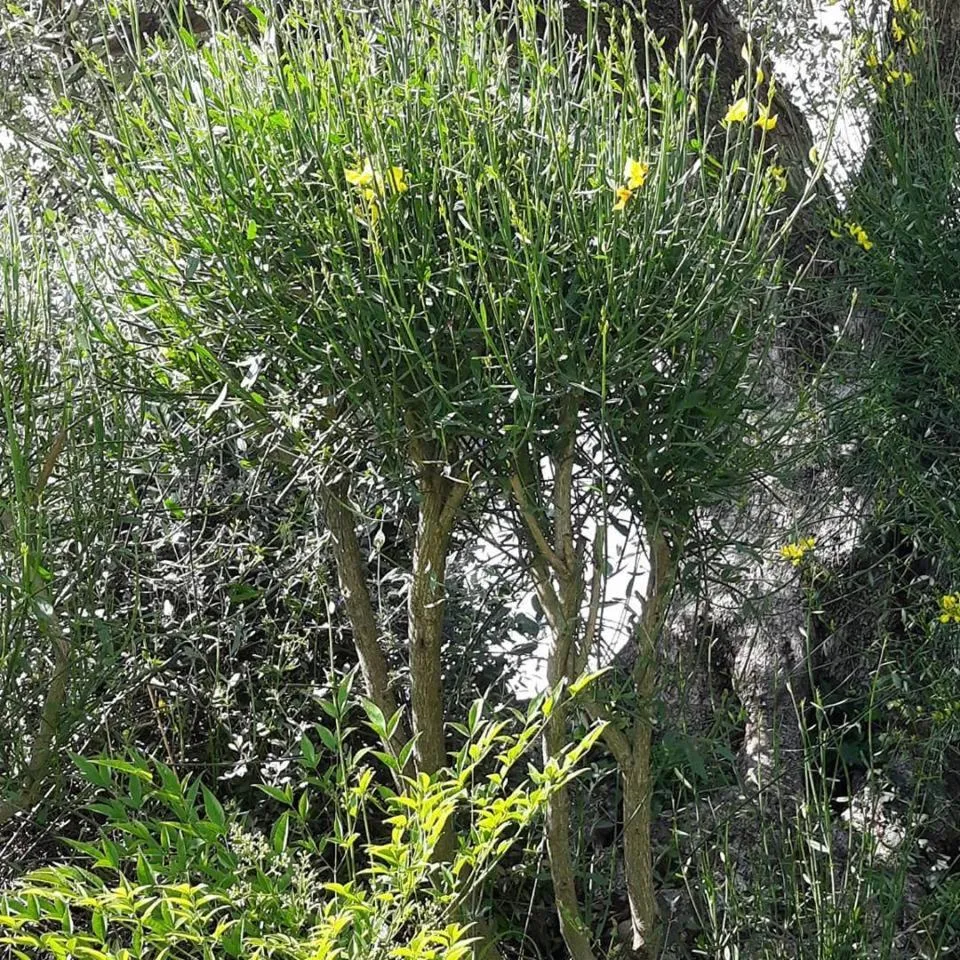 La Torre wine resort