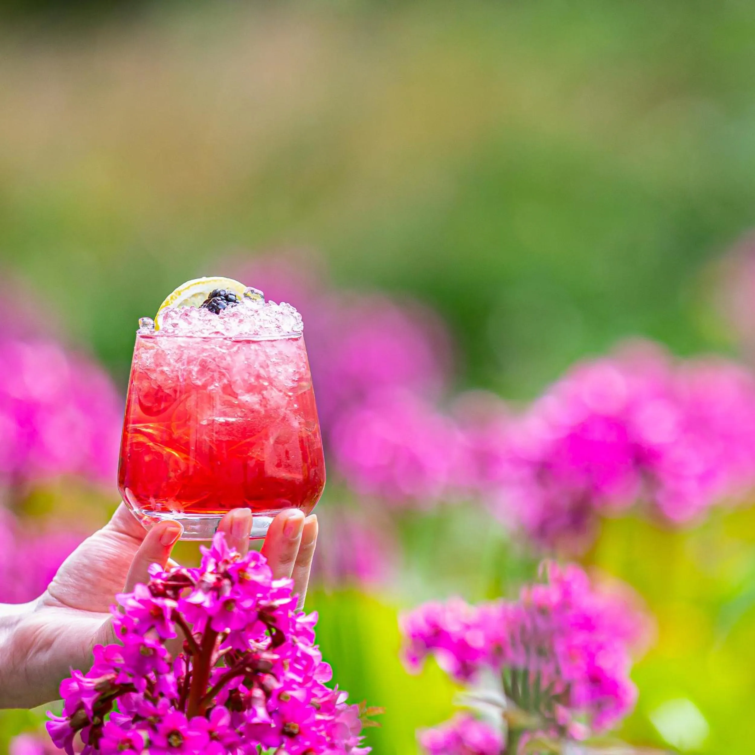 Garden in The Scholar