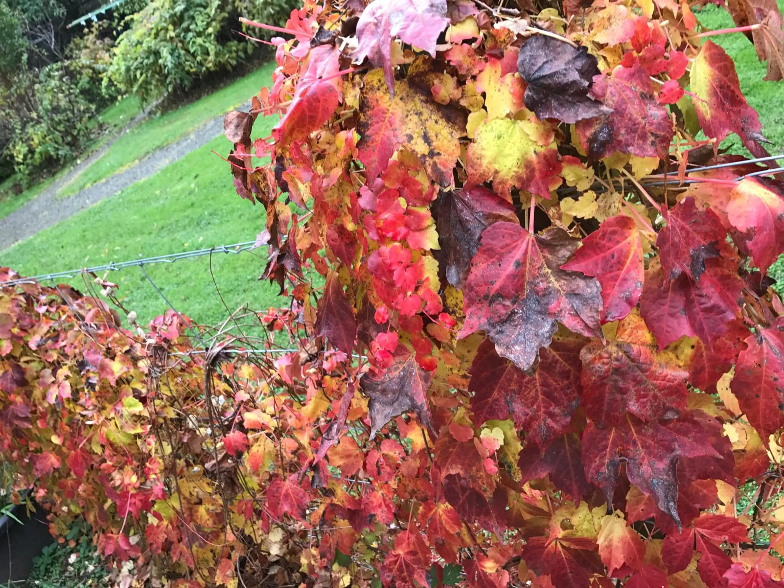 Natural landscape in Goldberryaccommodation