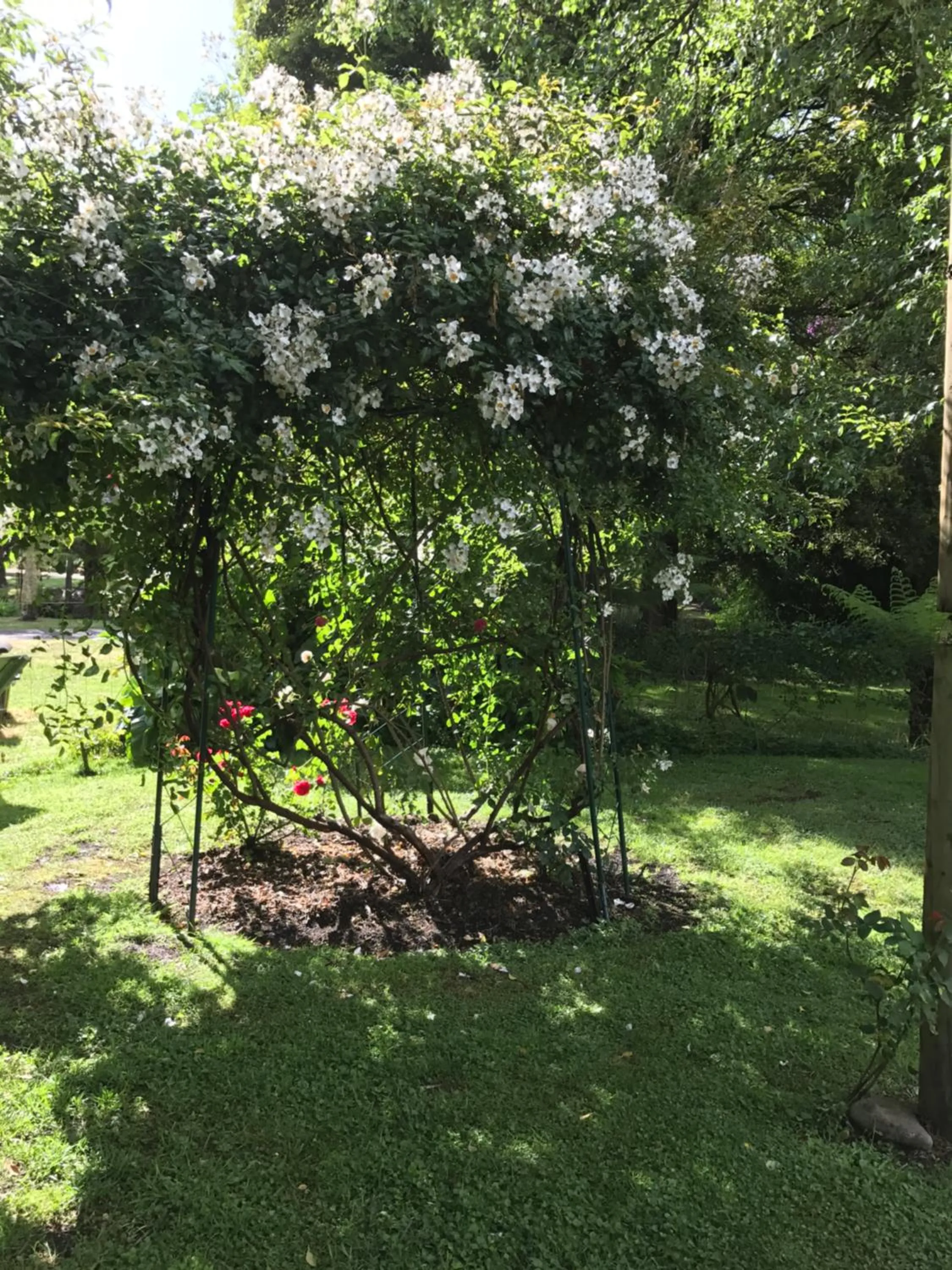 Garden in Goldberryaccommodation