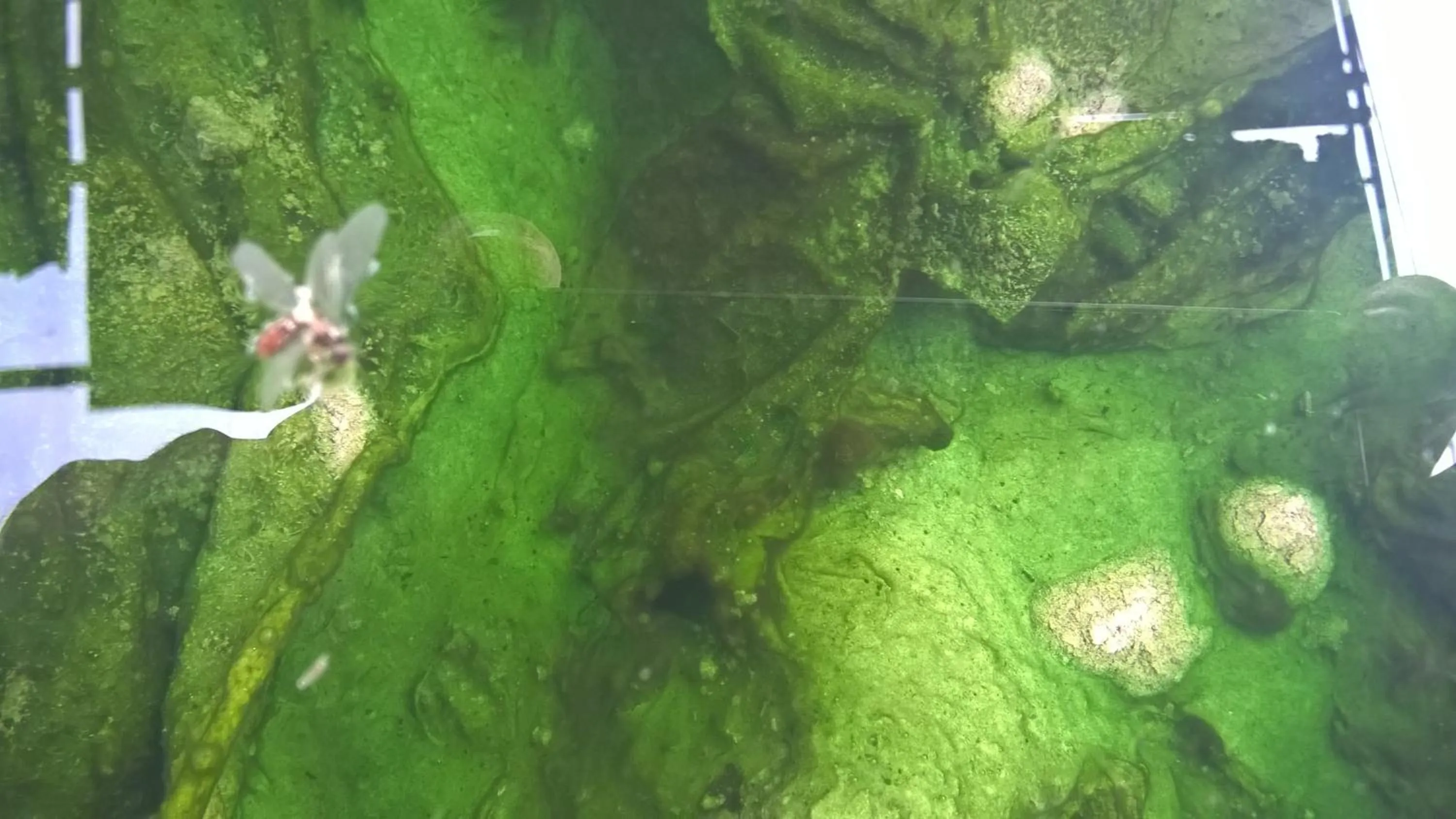 Hot Spring Bath in Hotel Terme Belvedere