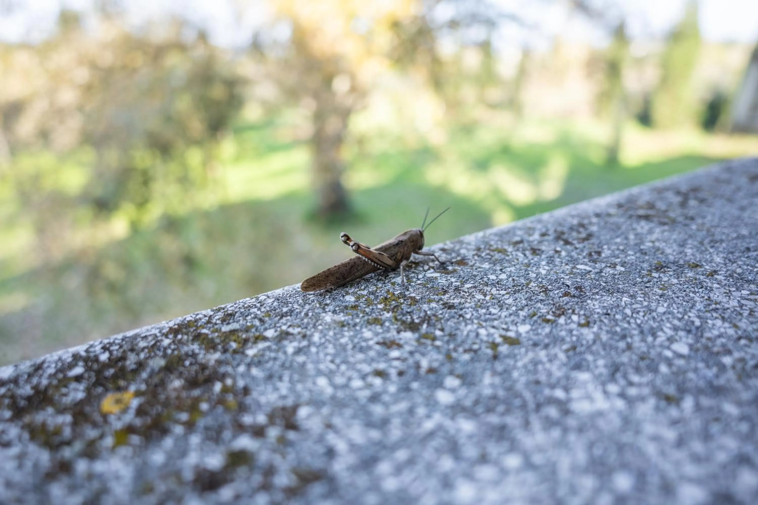 Day in Hotel Il Lato Azzurro - Isola di Sant'Erasmo - NO VEHICLES ACCESS