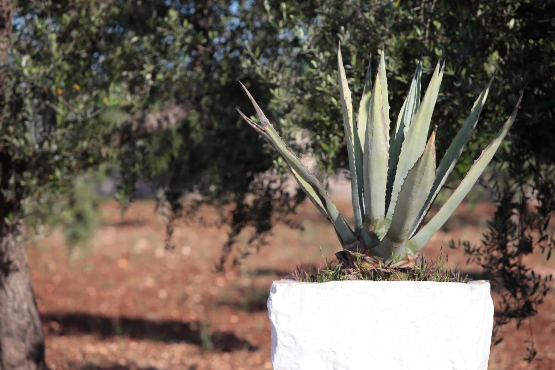 Garden in Pietra Pesara