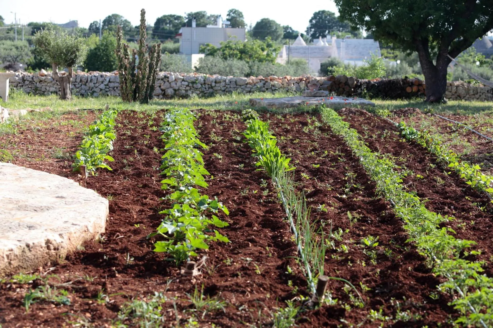 Garden view in Pietra Pesara
