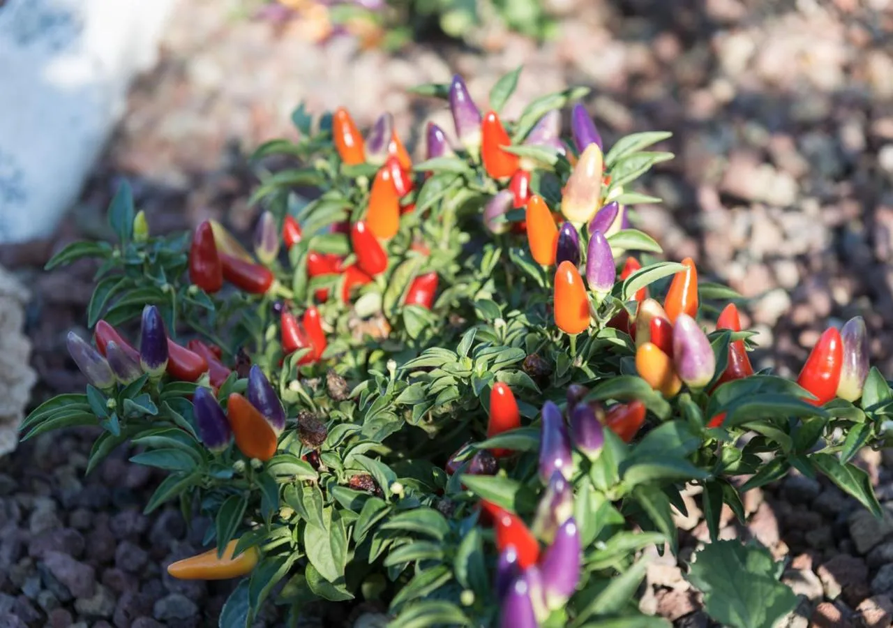 Garden in Finis Africae Hotel