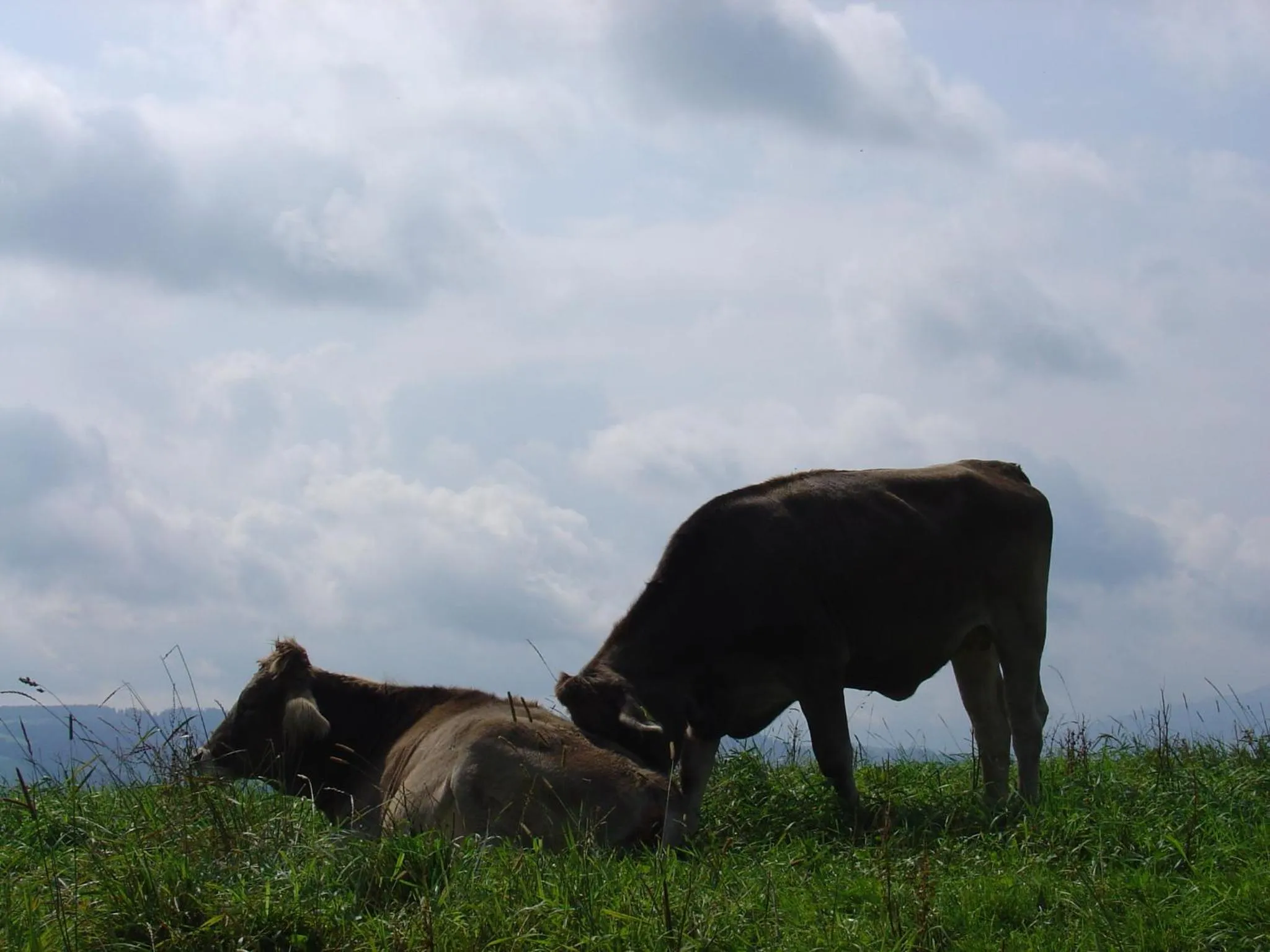 Animals in Landhotel Herzberger garni Zimmer & Ferienwohnungen