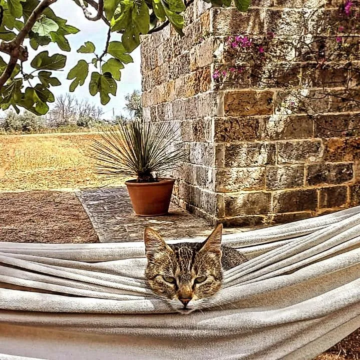 Masseria Fracchicchi