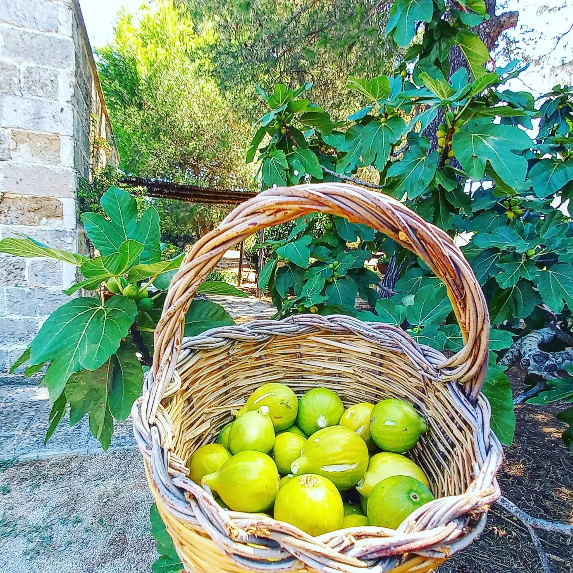 Masseria Fracchicchi