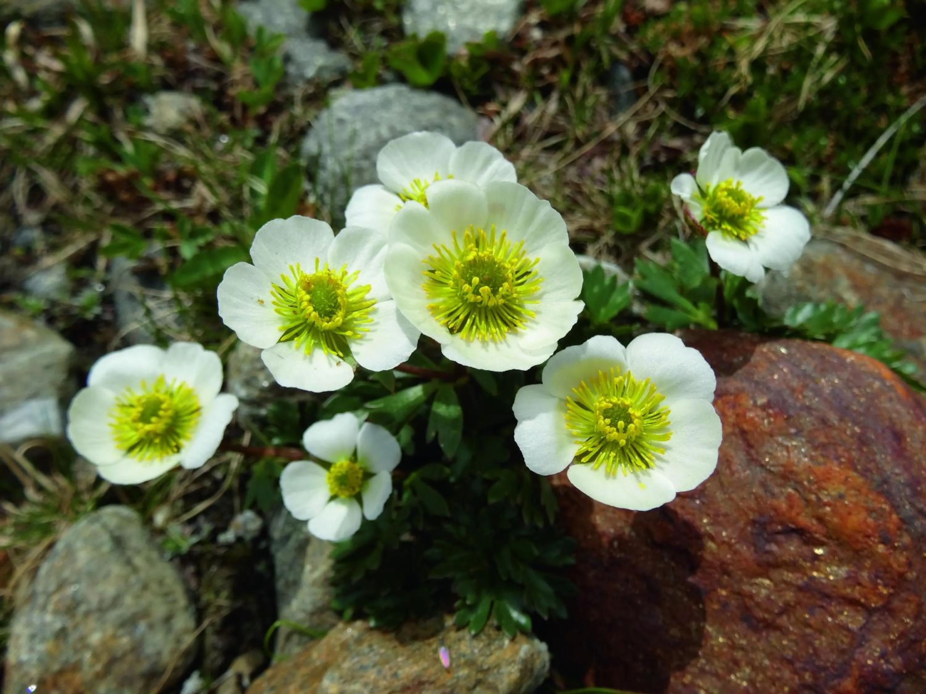 Gasthof Geierwallihof Klotz Konrad KEG