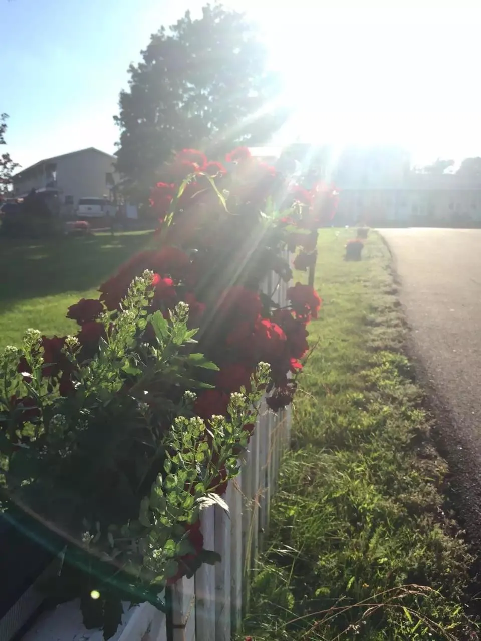 Garden view in Fair Isle Motel