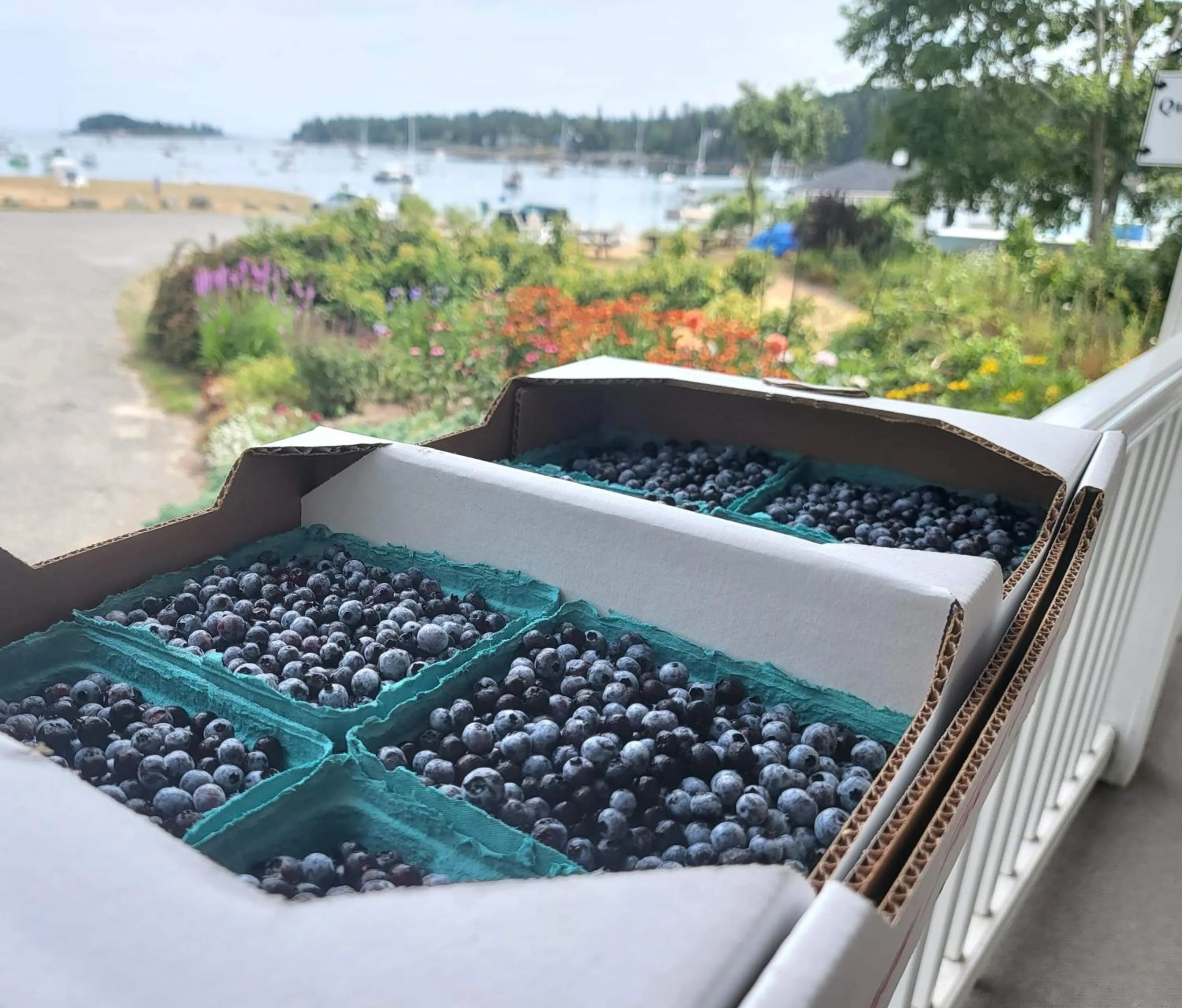 Food in East Wind Inn & Suites