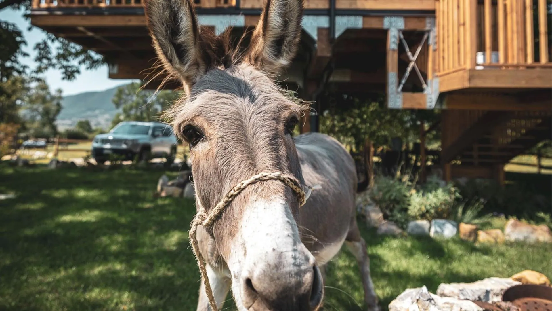 Animals in Guarda Che Luna