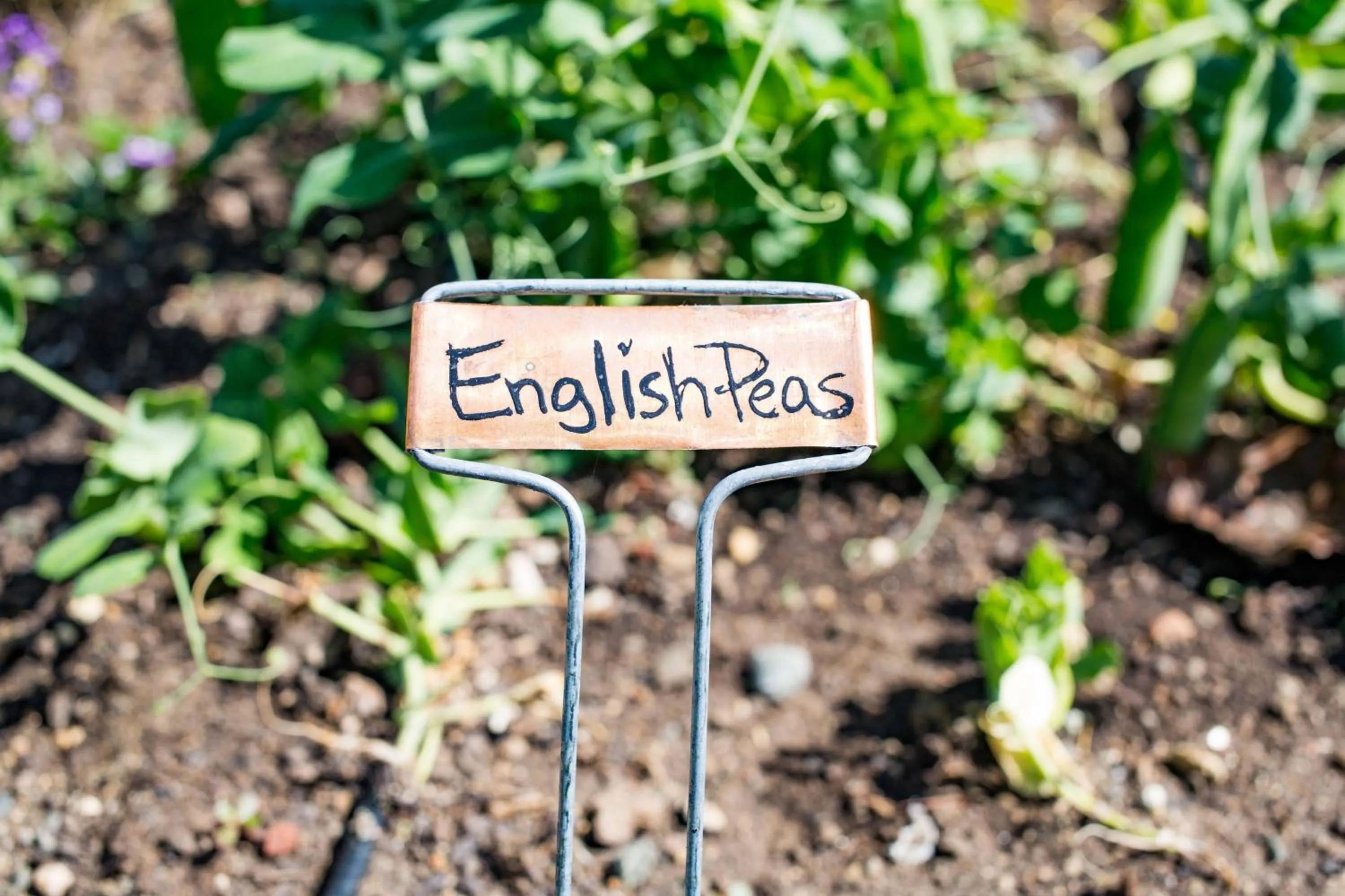 Restaurant/places to eat in Napa Valley Marriott Hotel & Spa