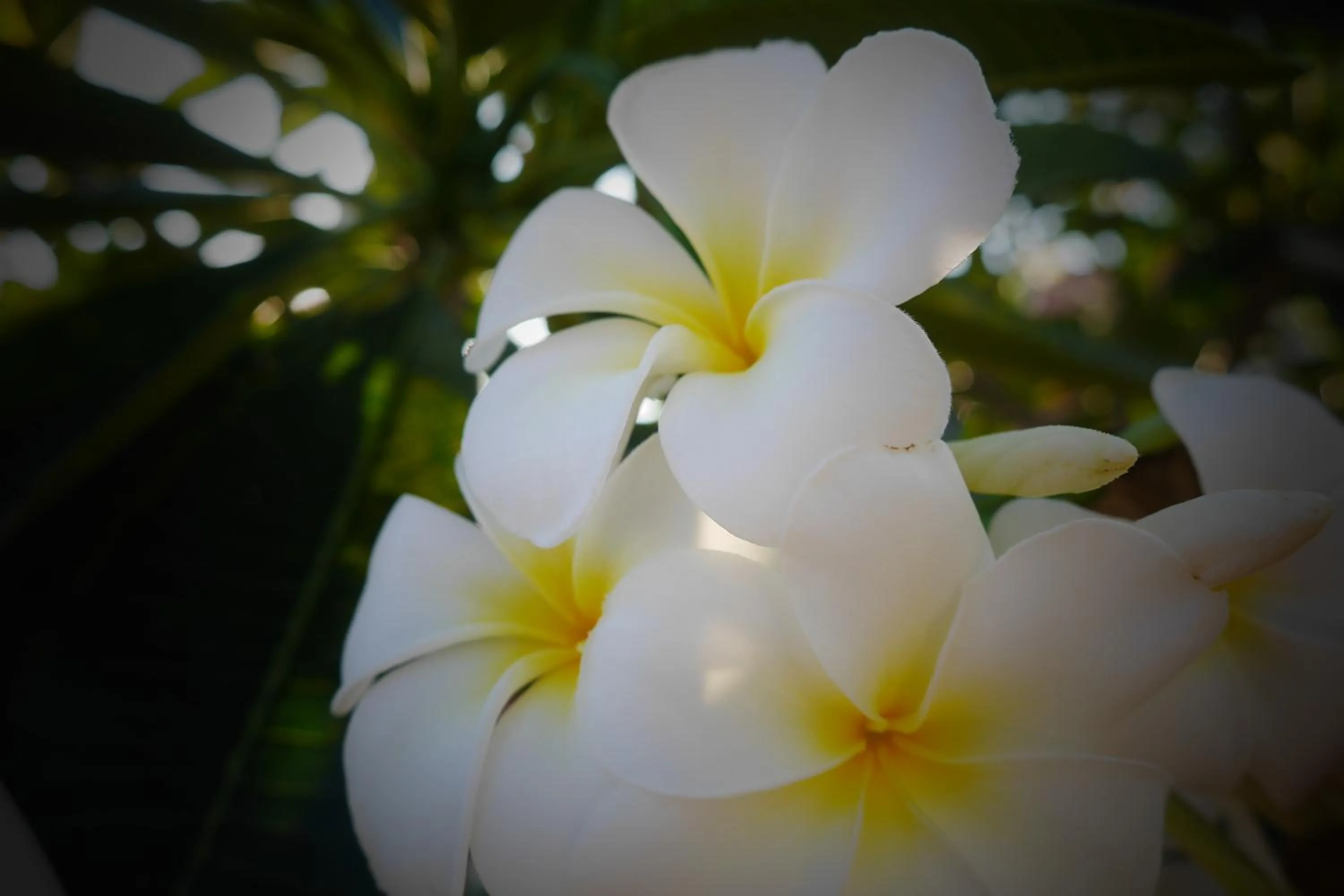 Garden in Zama Resort Koh Phangan