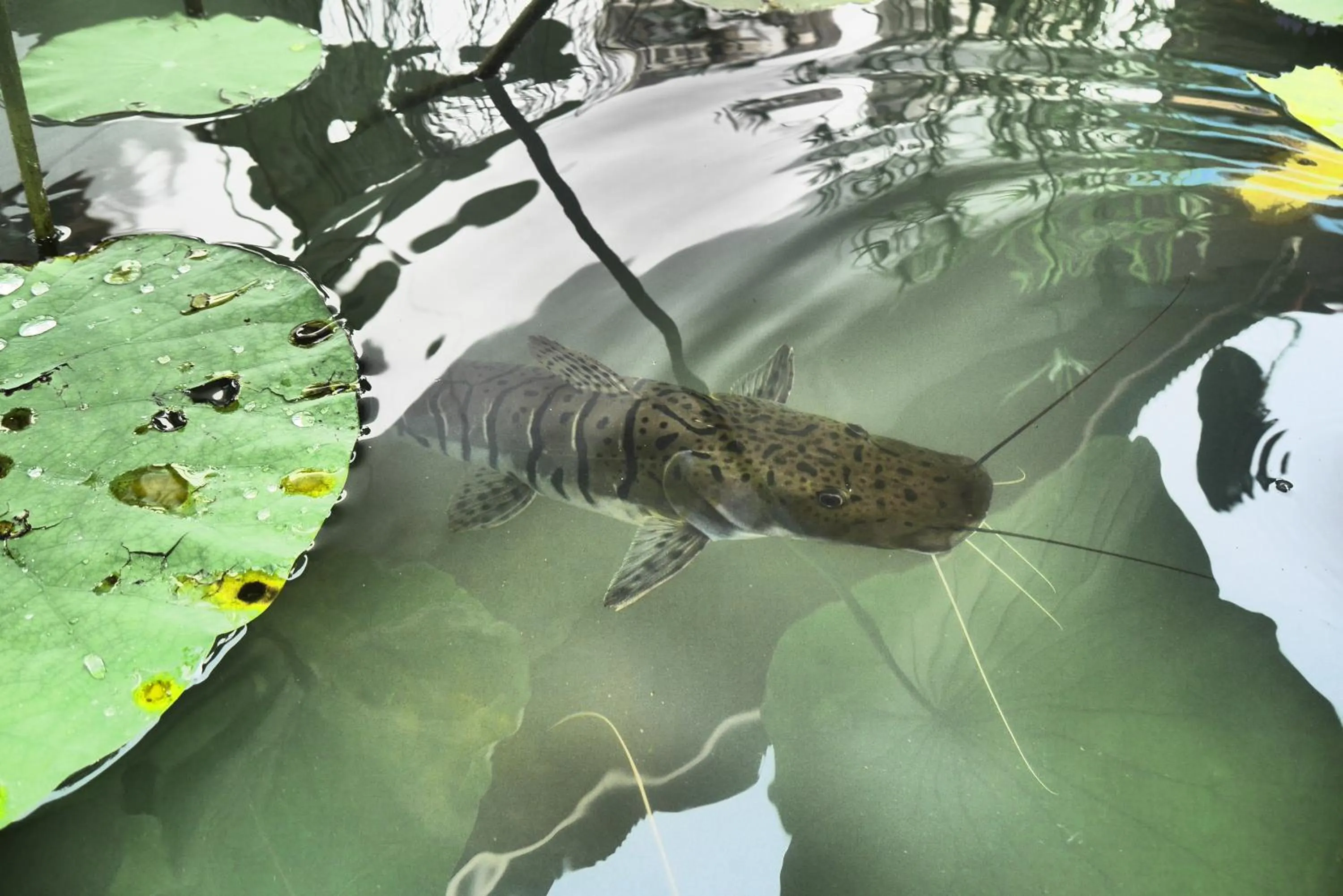 Animals in Zama Resort Koh Phangan