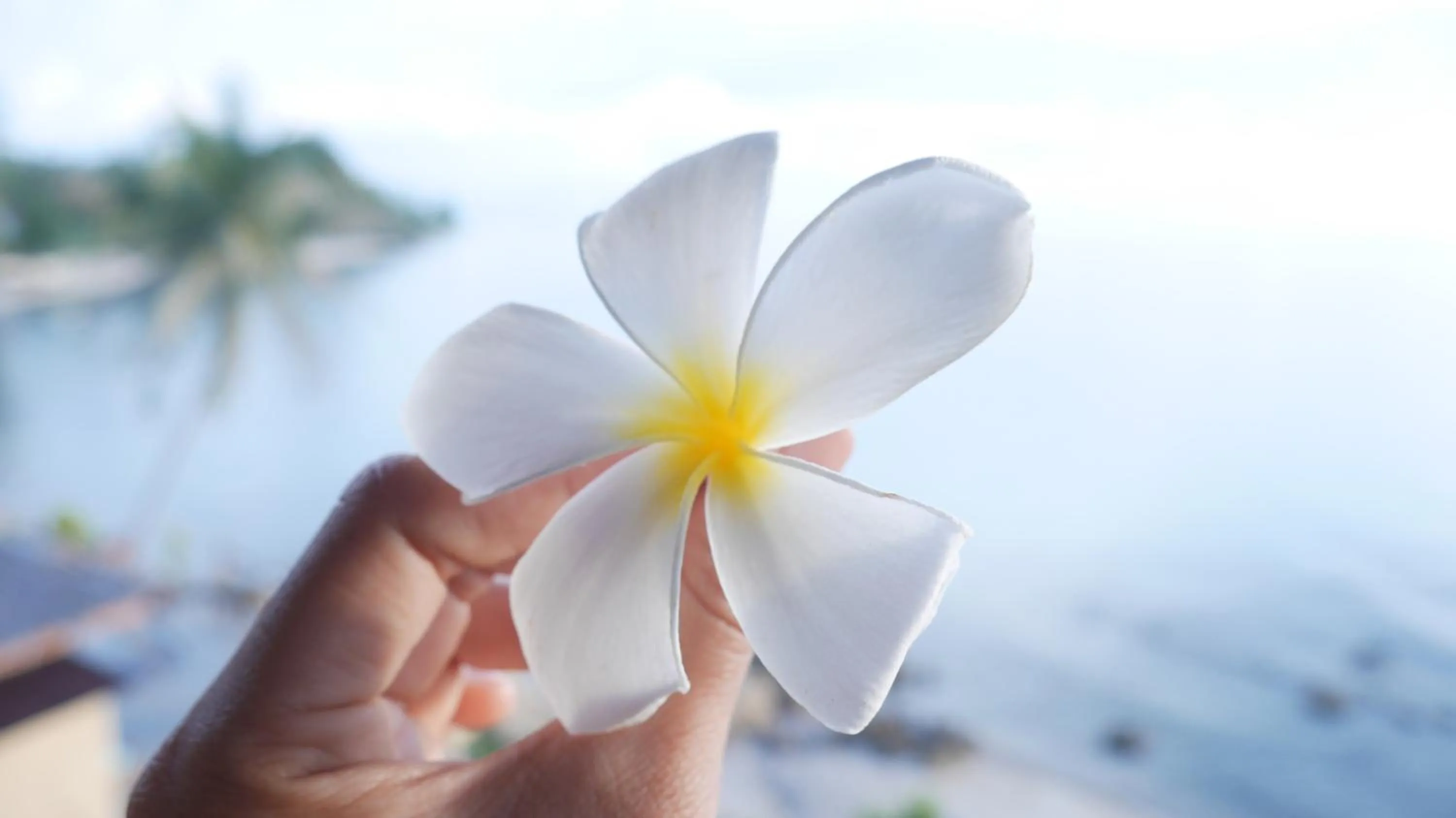 Natural landscape in Zama Resort Koh Phangan