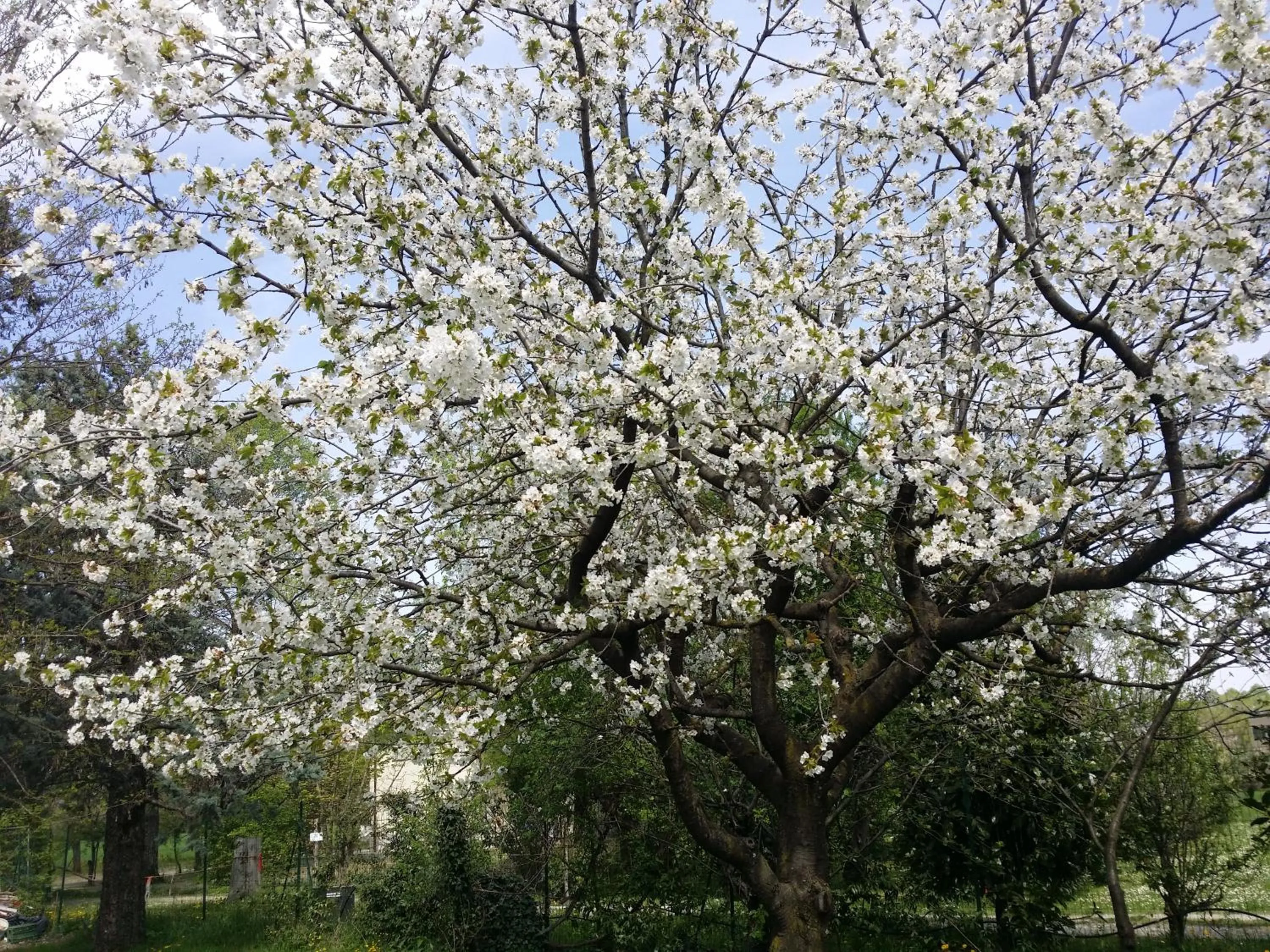 Garden view in R&B Albero Cavo Parma
