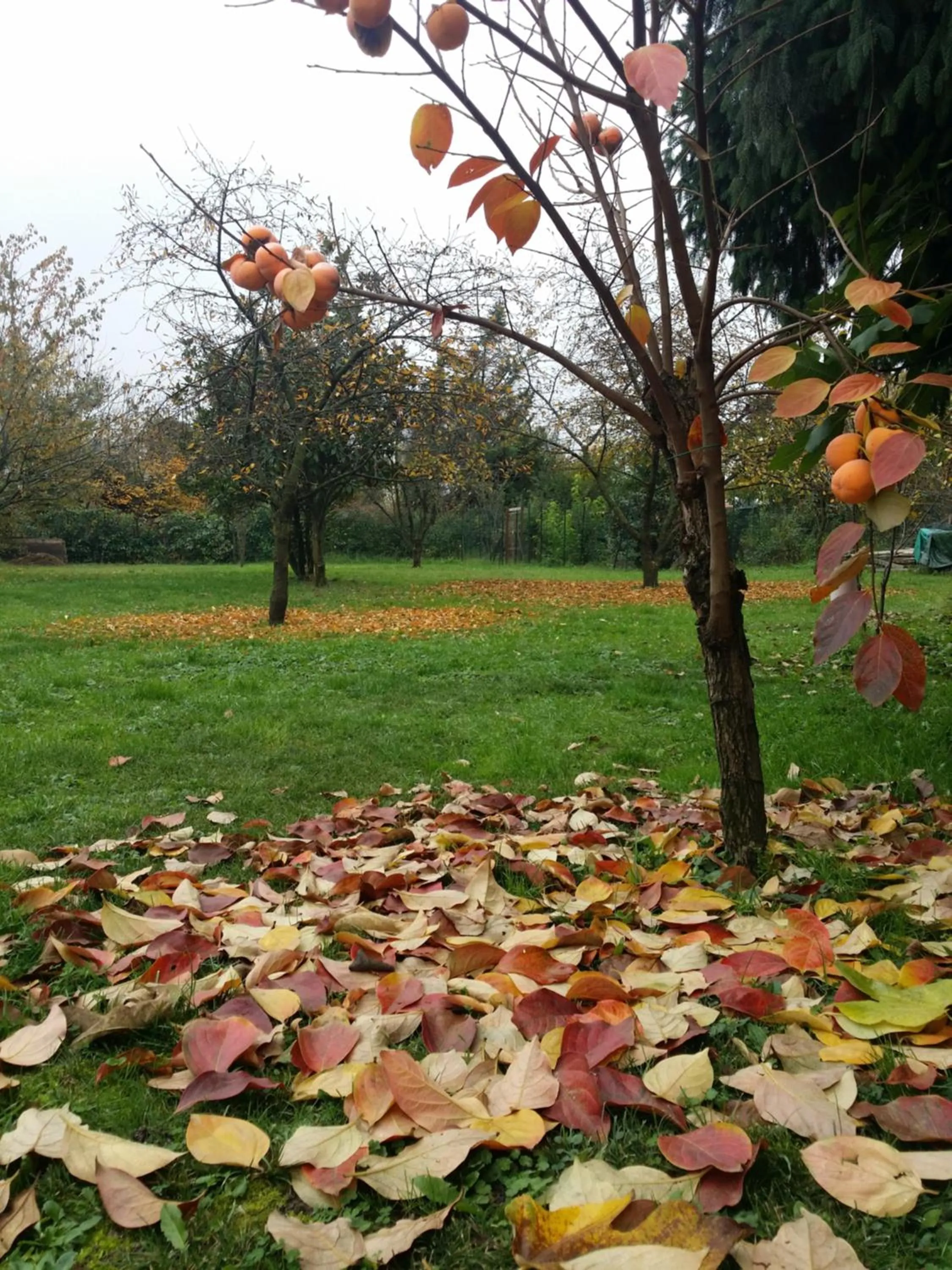 Garden in R&B Albero Cavo Parma
