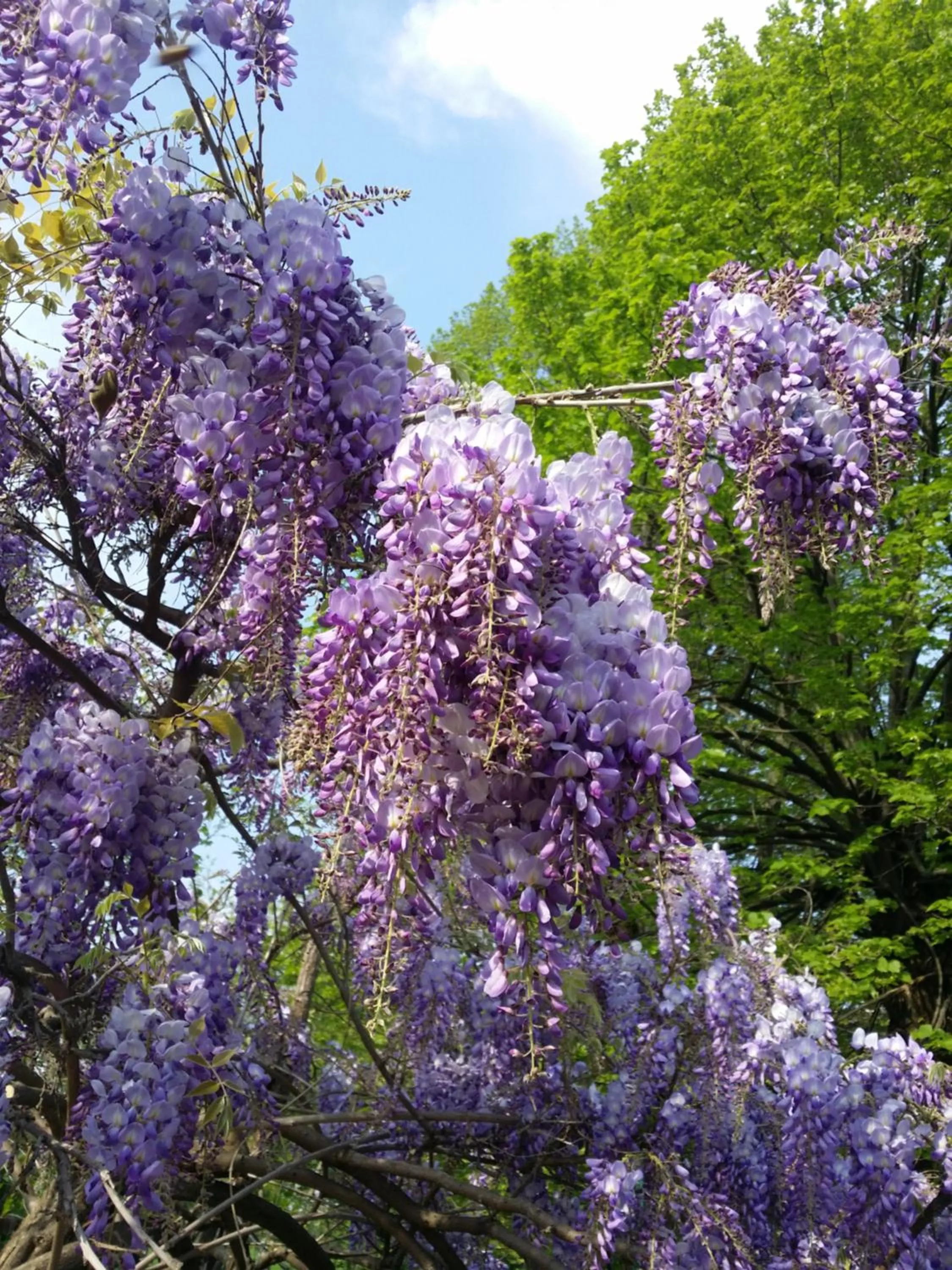 Garden view in R&B Albero Cavo Parma