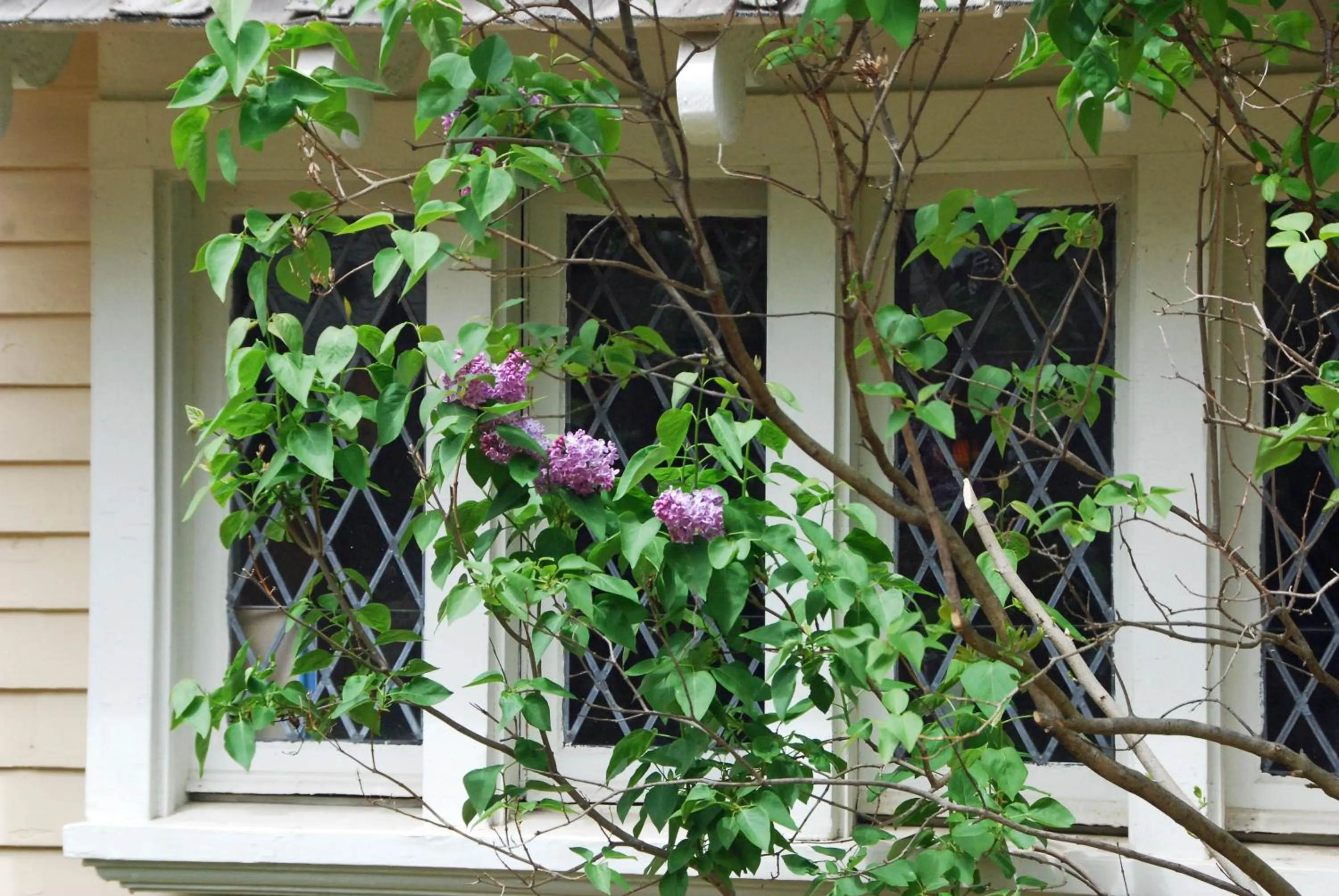 Spring in Apple Tree Historic B&B